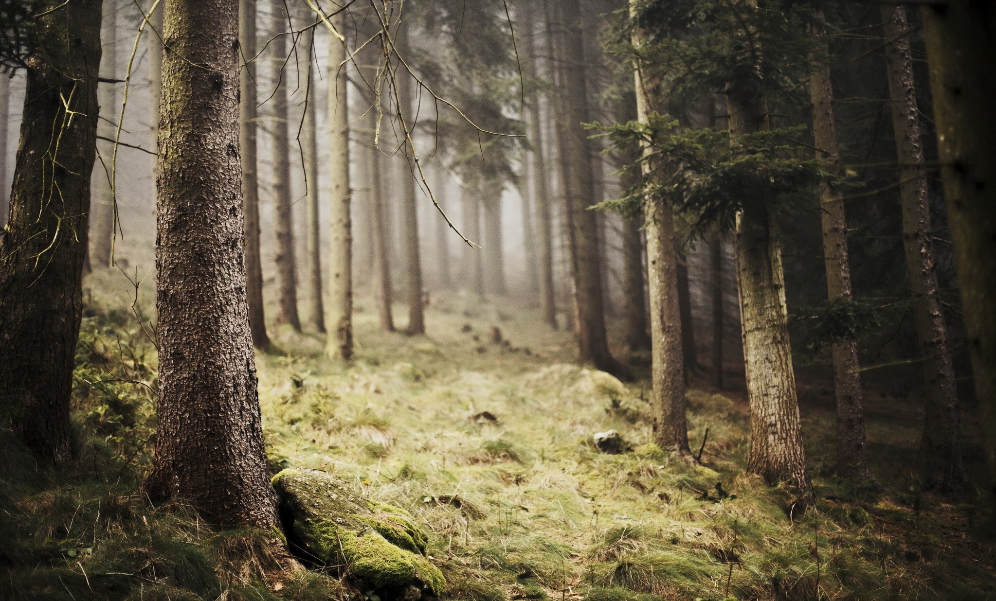 Misty forest path with tall trees and mossy ground HD Wallpaper