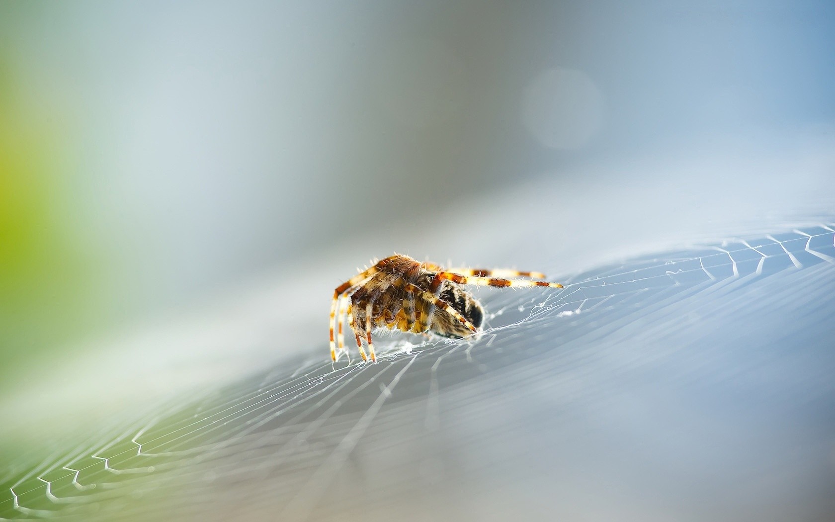 Spider on a web with prey HD Wallpaper