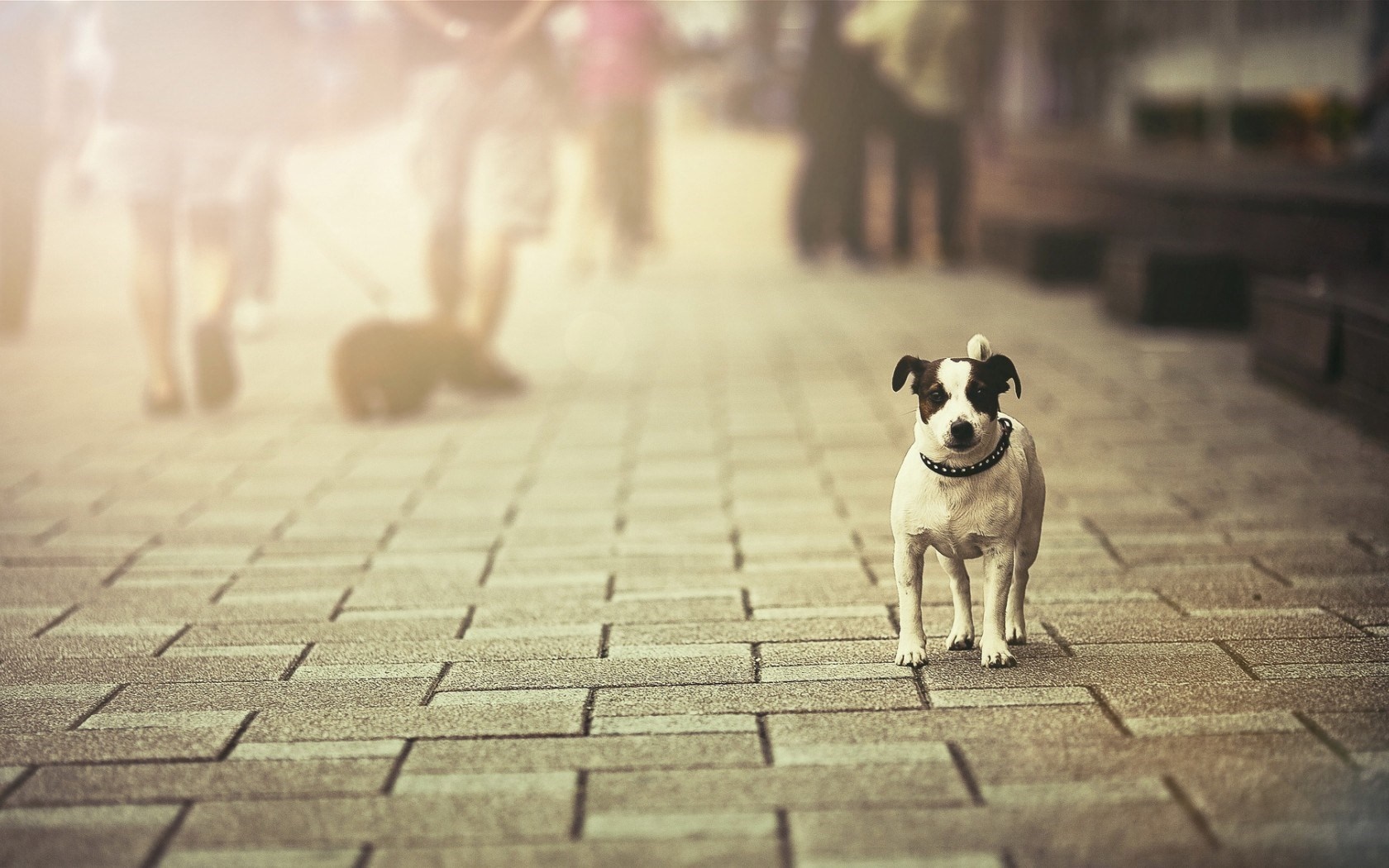 A Jack Russell Terrier dog stands on a paved street. HD Wallpaper