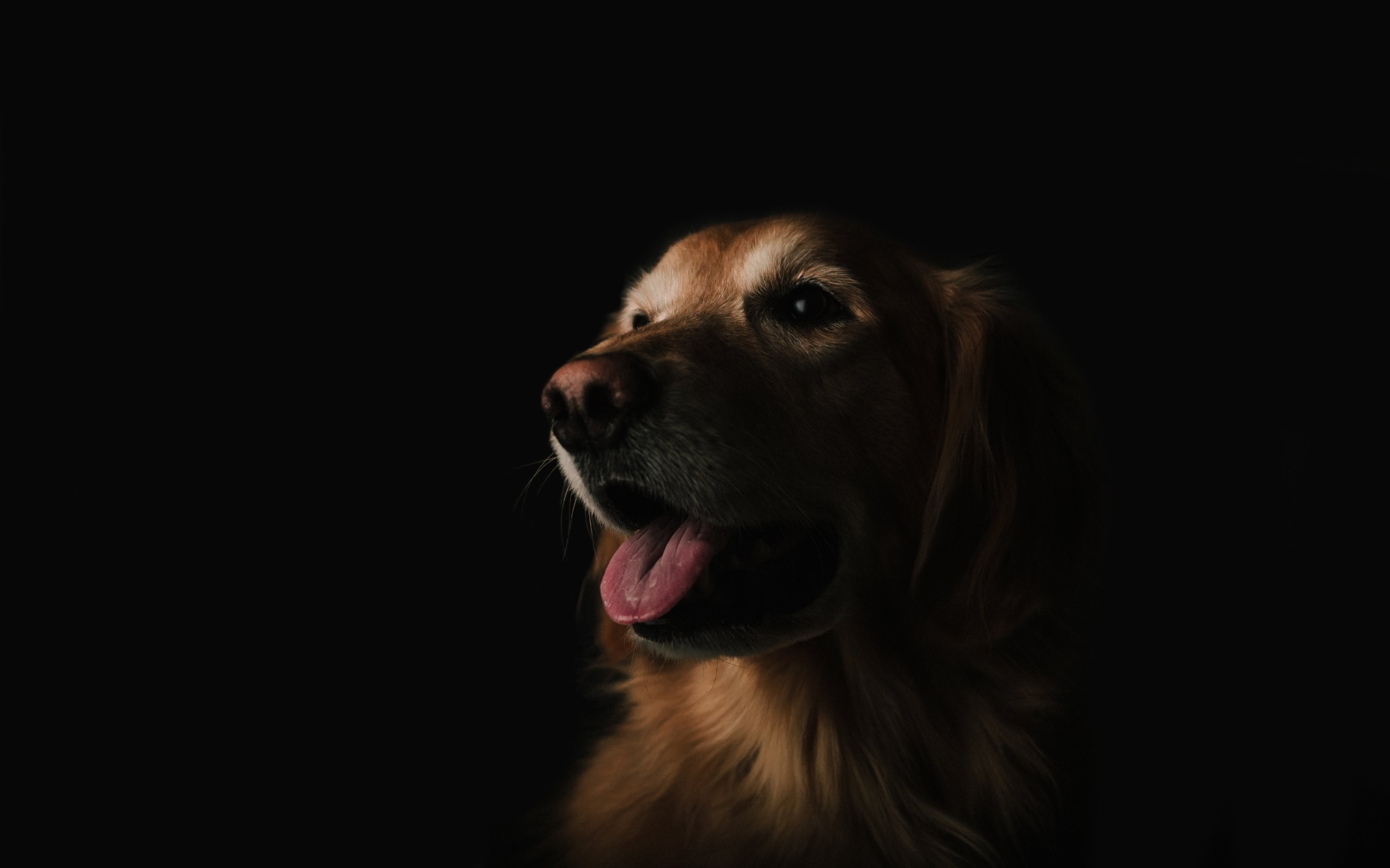 Golden Retriever dog with tongue out in dark portrait HD Wallpaper