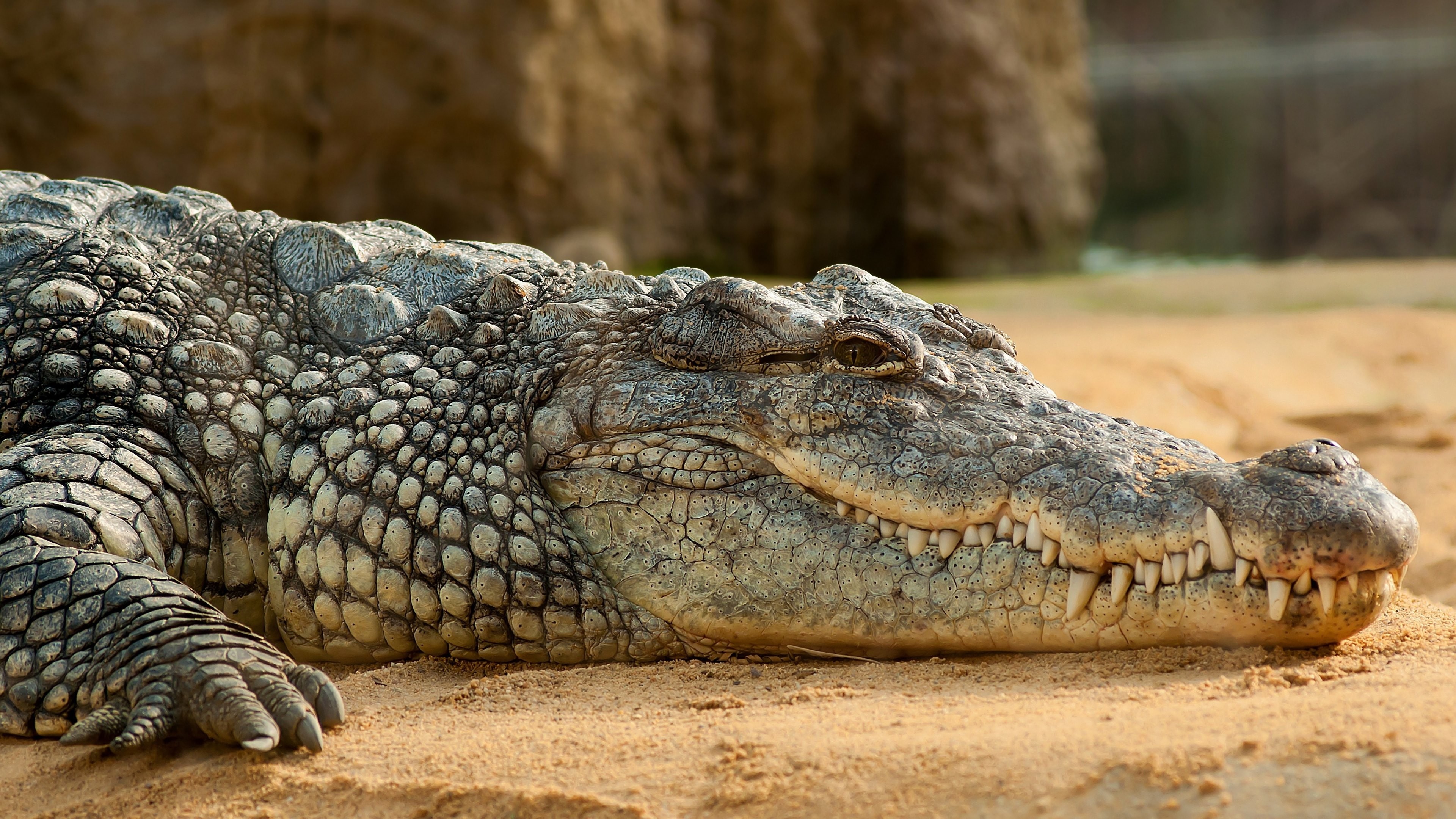 Close-up of a crocodile resting on sand HD Wallpaper