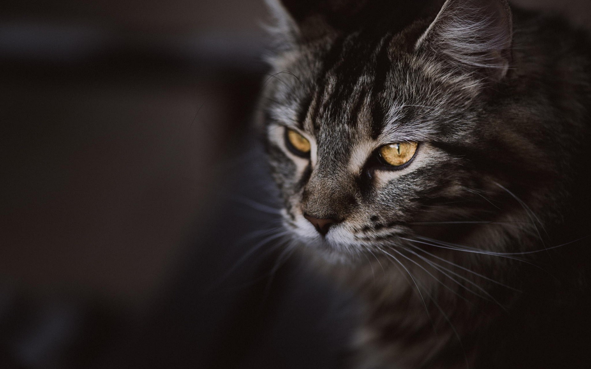 Close up of a tabby cat's face with yellow eyes HD Wallpaper