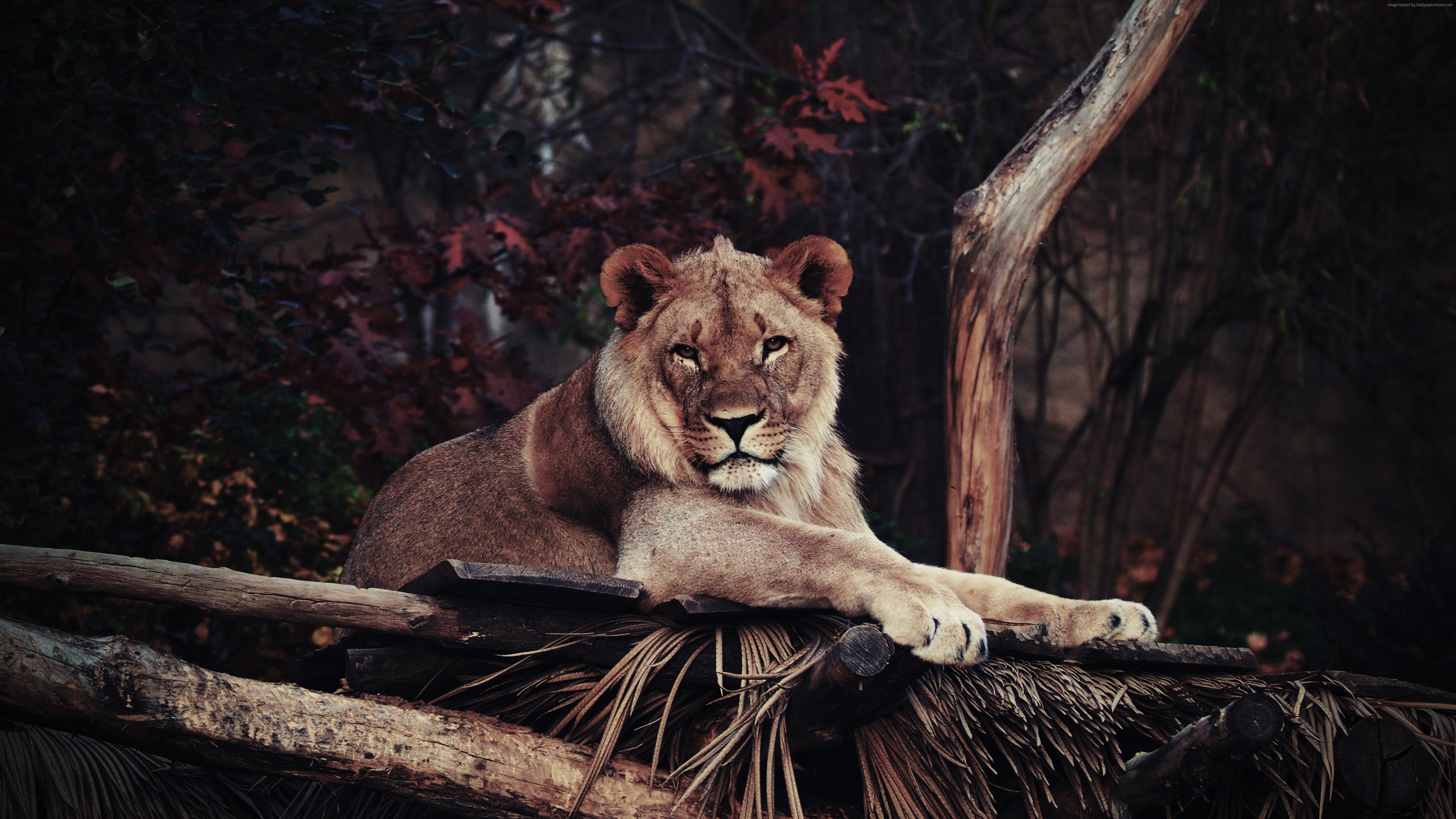 Lion resting on wooden structure 4K HD Wallpaper