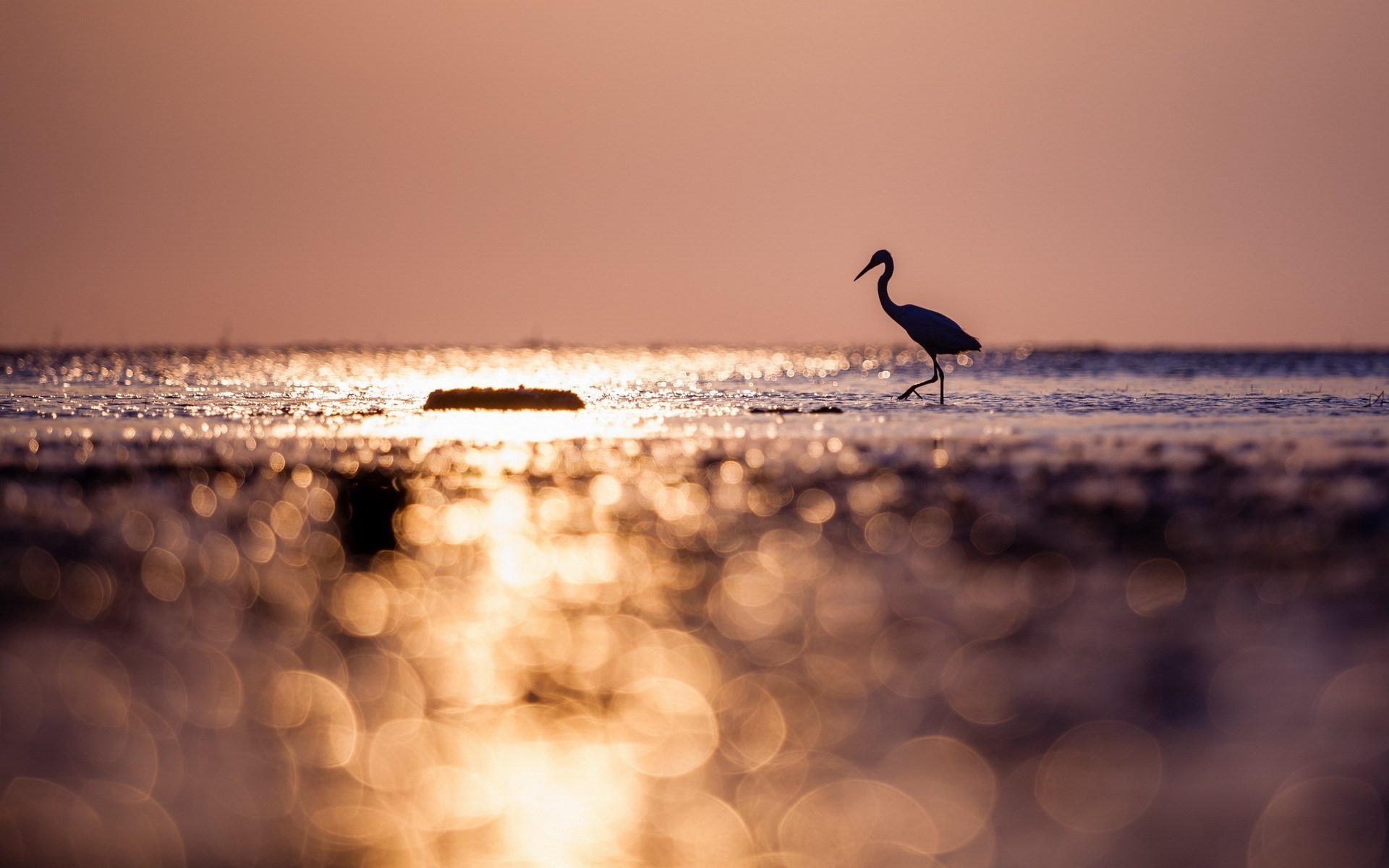 Silhouette of a bird walking in the sea at sunset HD Wallpaper