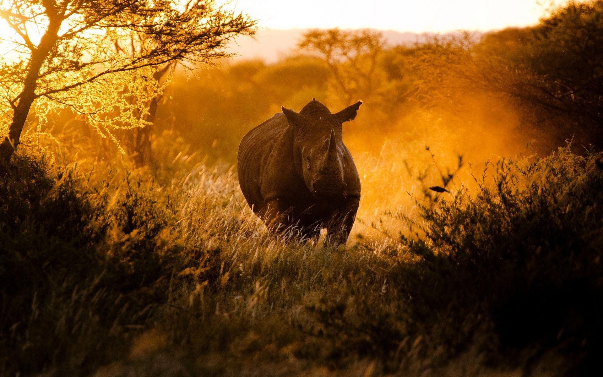 Rhino in the savanna at sunset HD Wallpaper