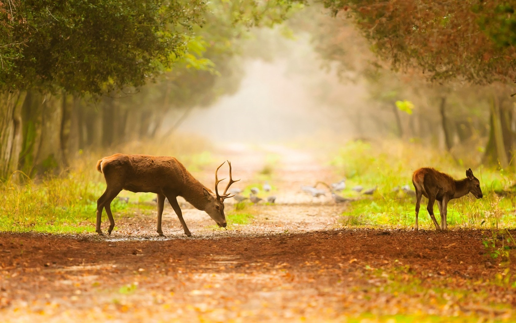 Deer and fawn on a forest path in autumn HD Wallpaper