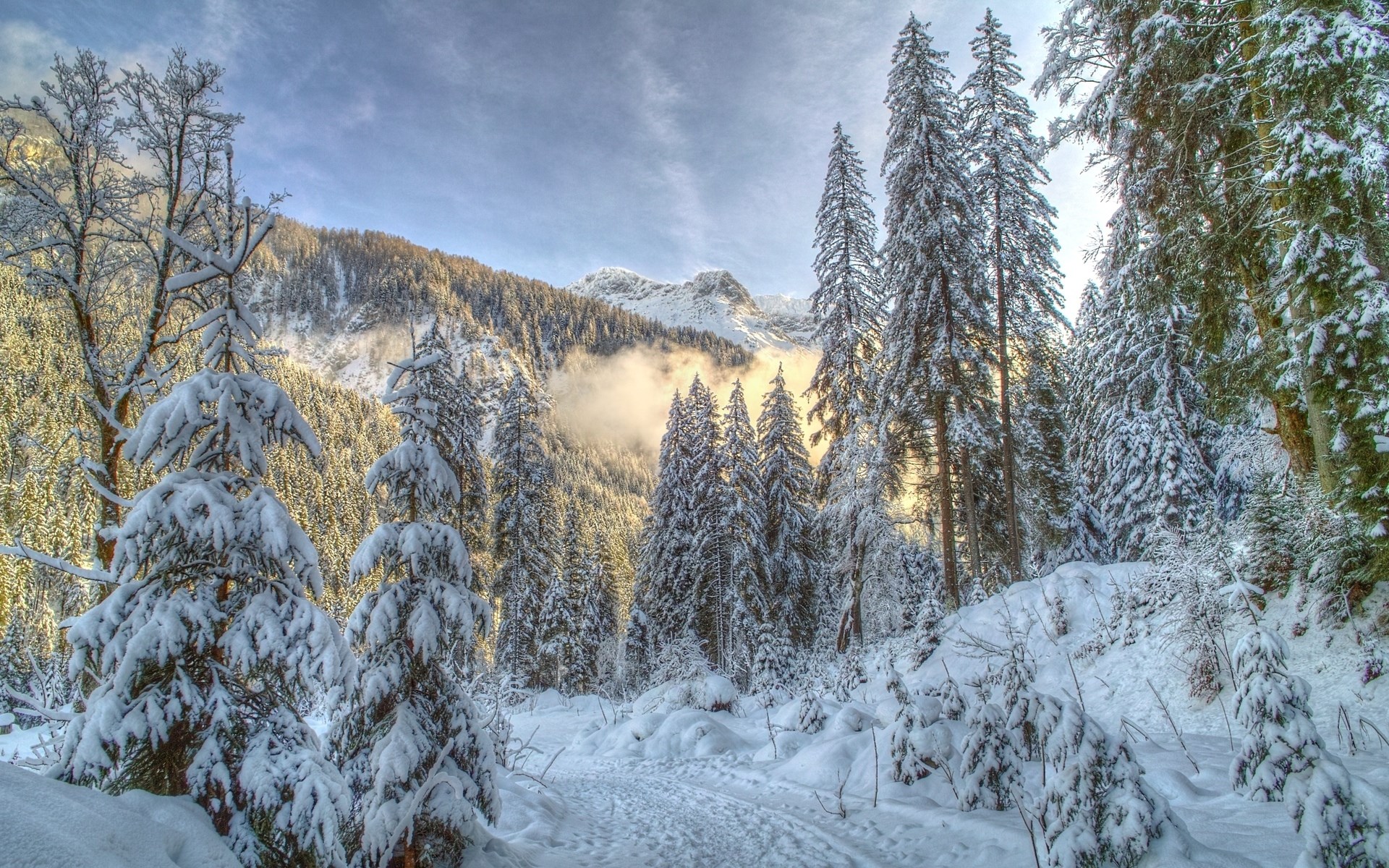 Snowy forest path with mountains in the background HD Wallpaper