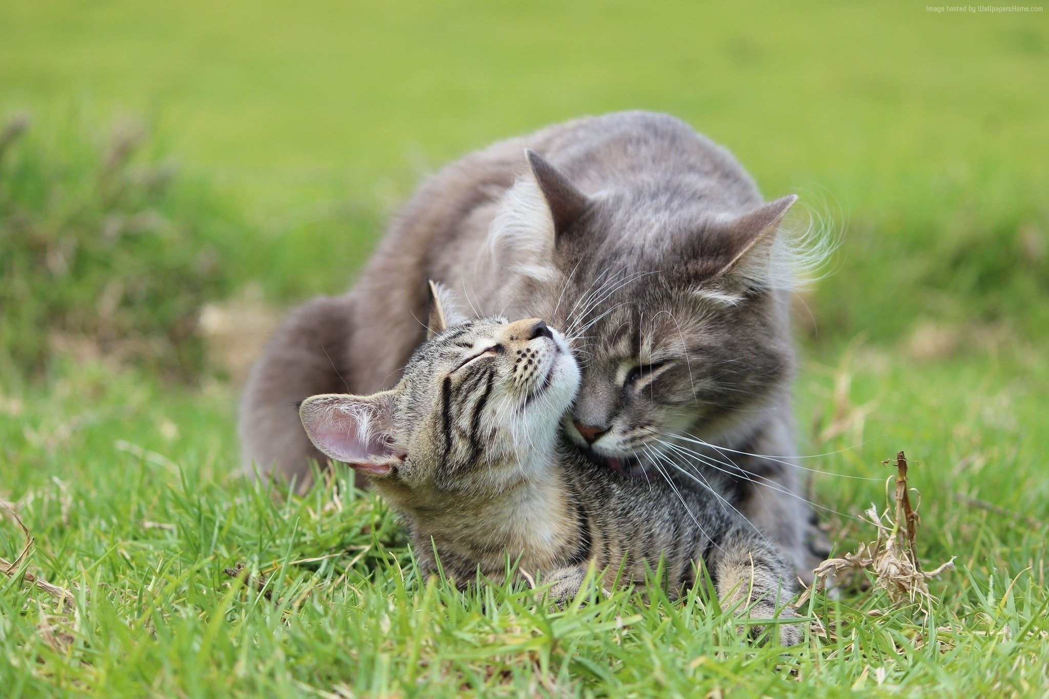 Two cats grooming each other in the grass HD Wallpaper