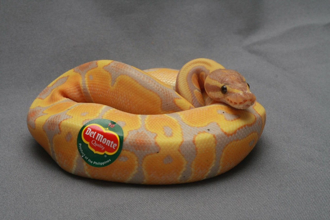 Banana Ball Python with Del Monte Sticker HD Wallpaper