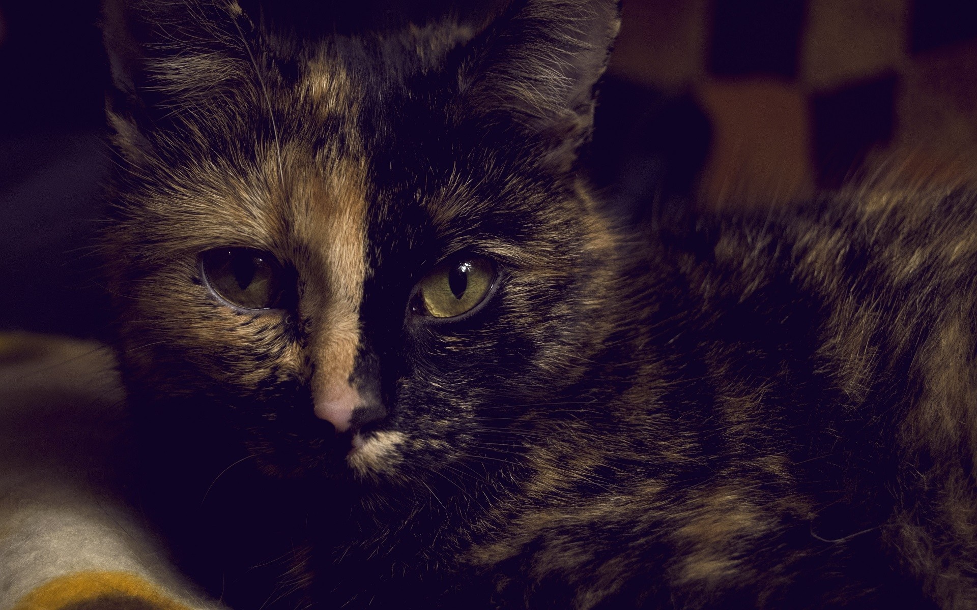 Close up of a tortoiseshell cat's face HD Wallpaper