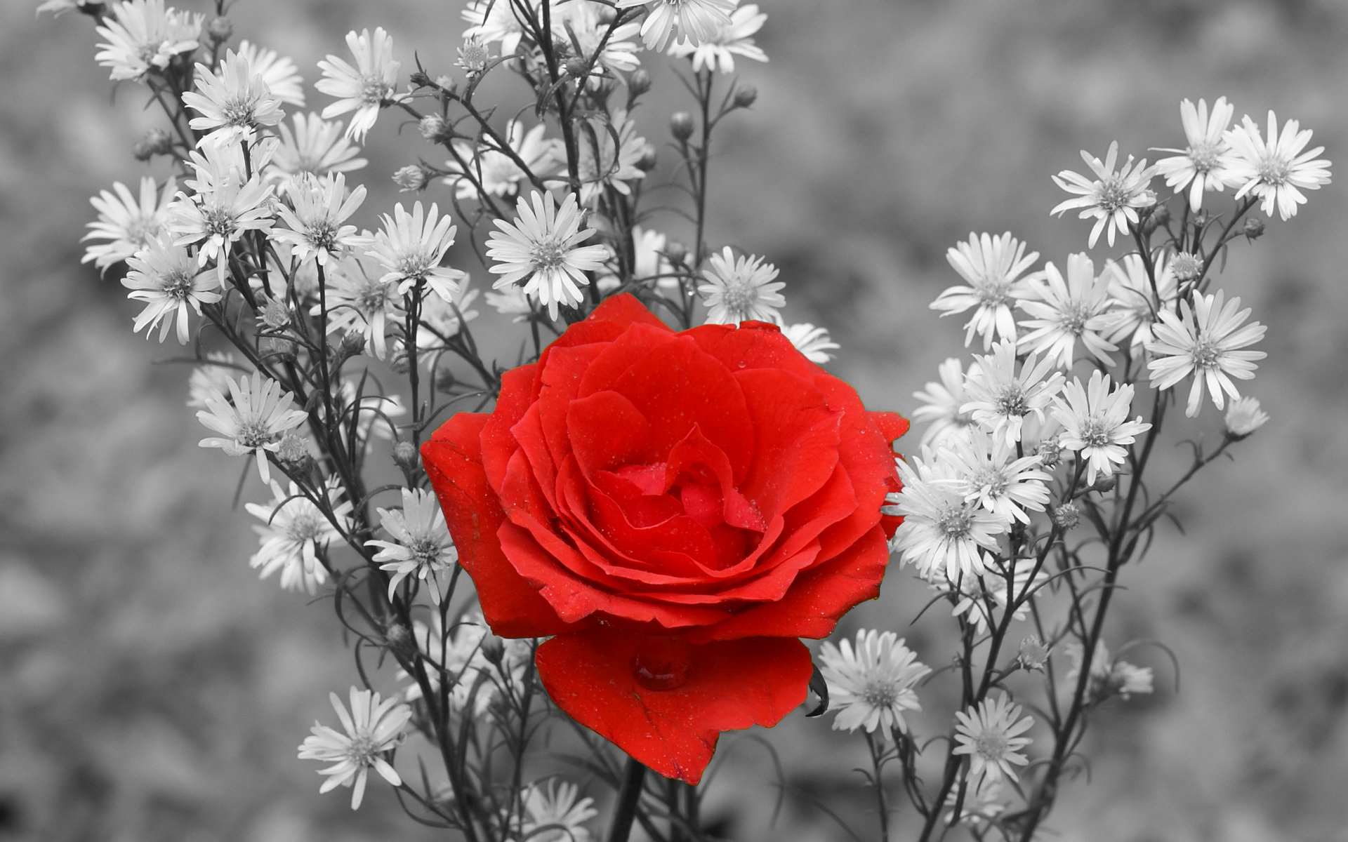 Red rose among white flowers HD Wallpaper