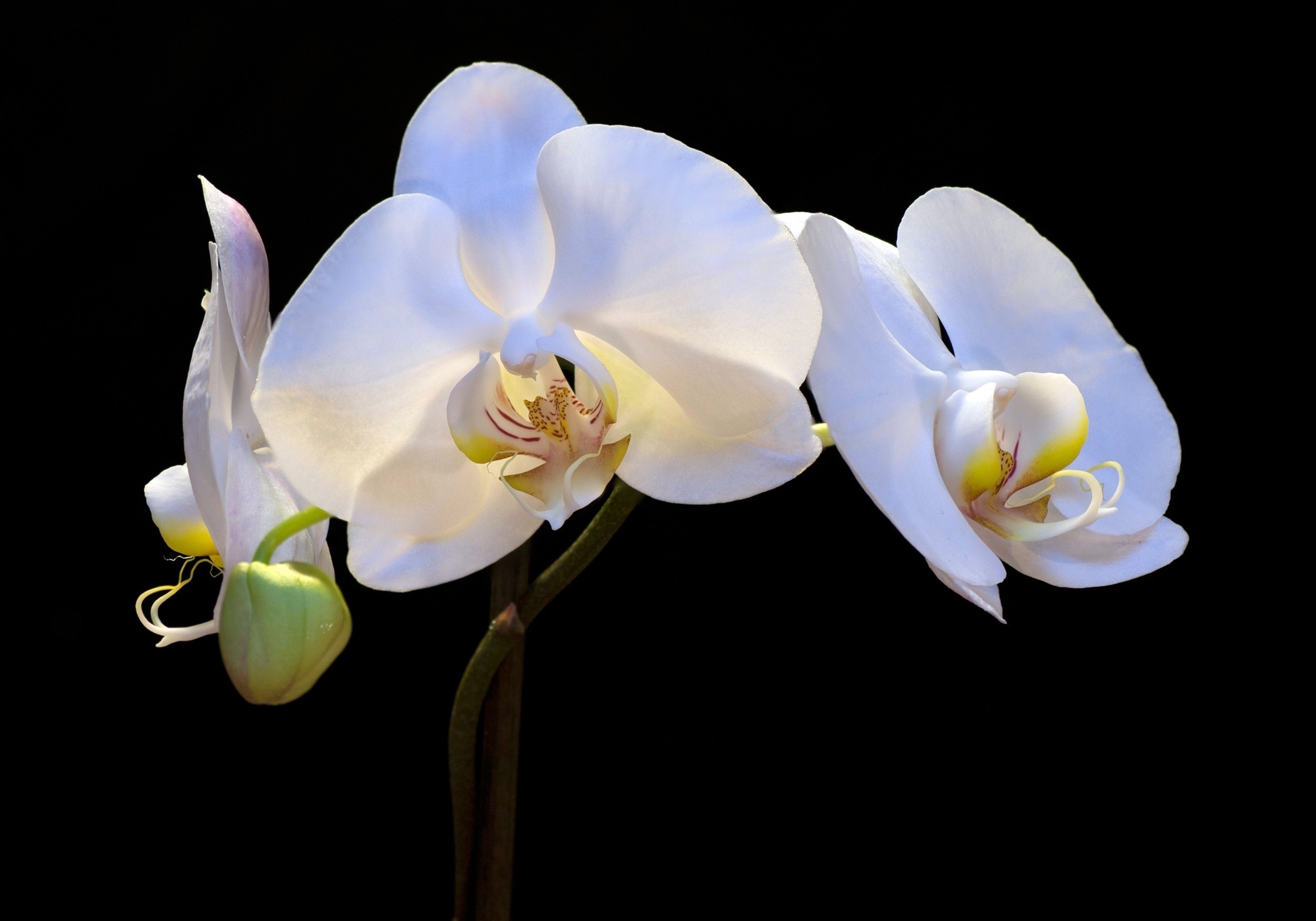 White orchids with a bud against a black background HD Wallpaper