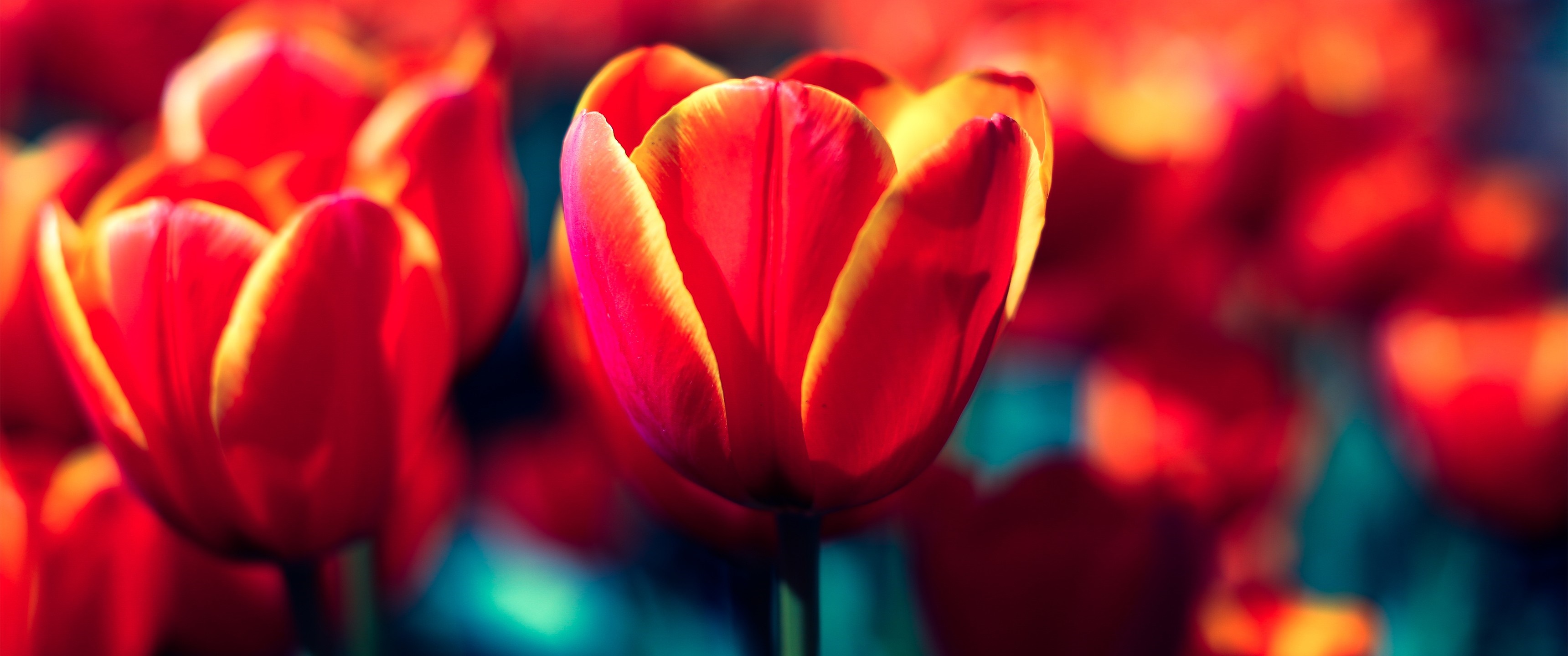 Close up of red and yellow tulips HD Wallpaper