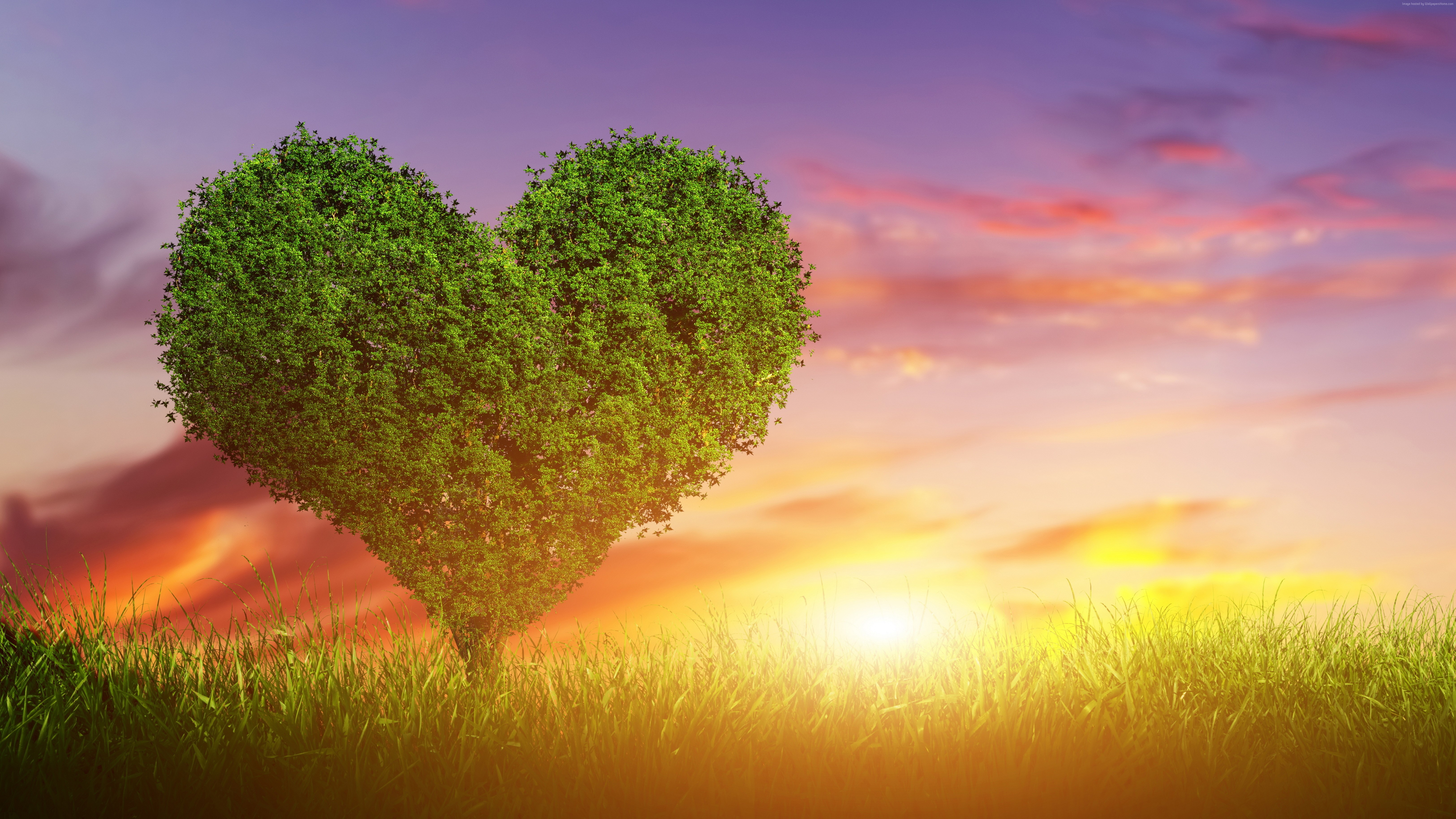 Heart-shaped tree in a field at sunset HD Wallpaper