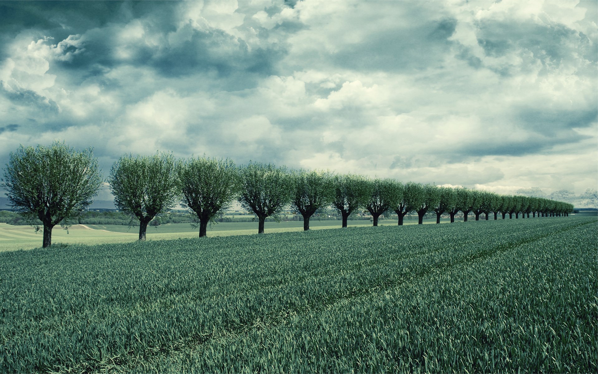 A row of trees in a field under a cloudy sky HD Wallpaper