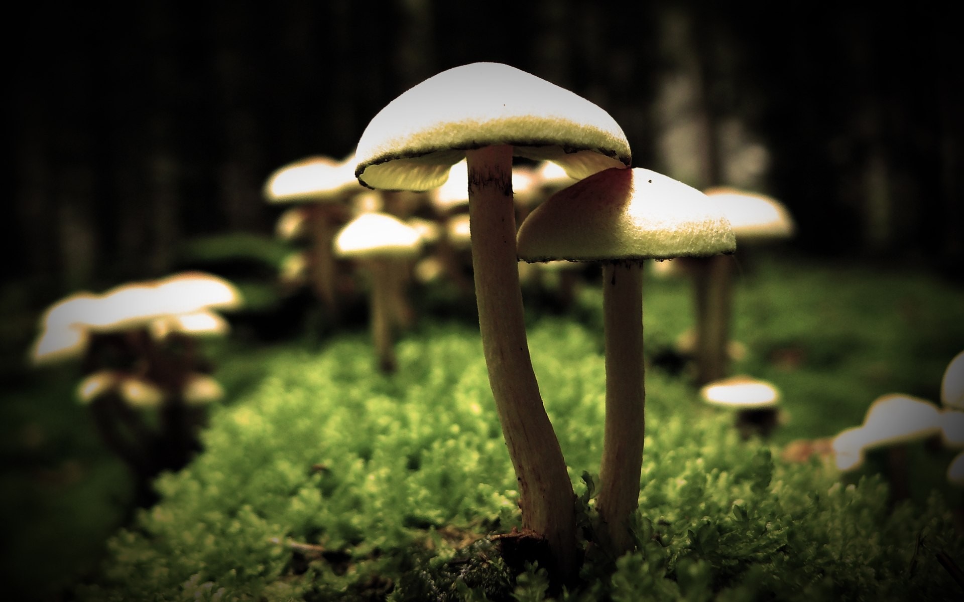 Mushrooms growing on moss in a forest HD Wallpaper