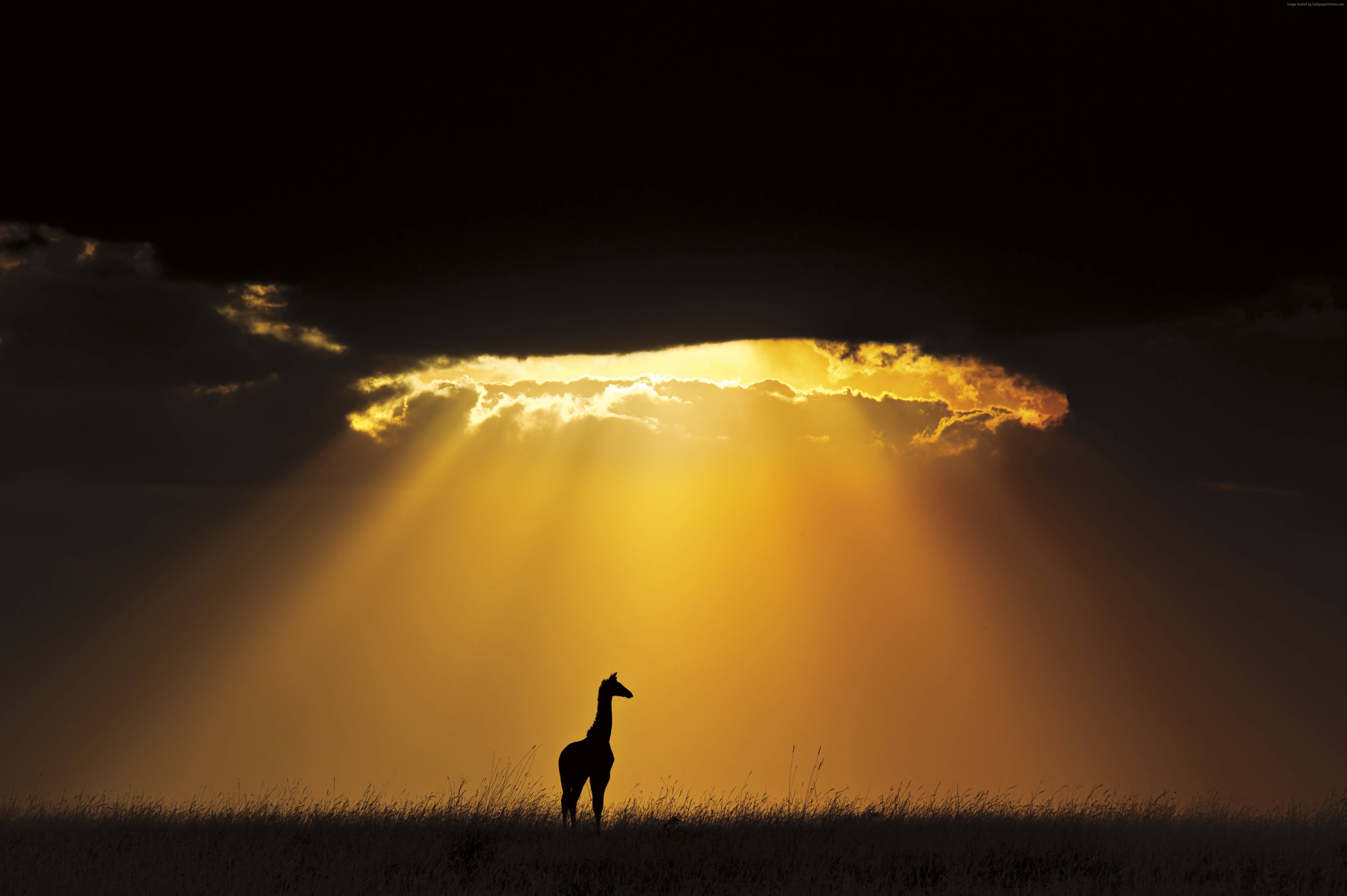 Silhouette of a giraffe against a dramatic sunset sky HD Wallpaper