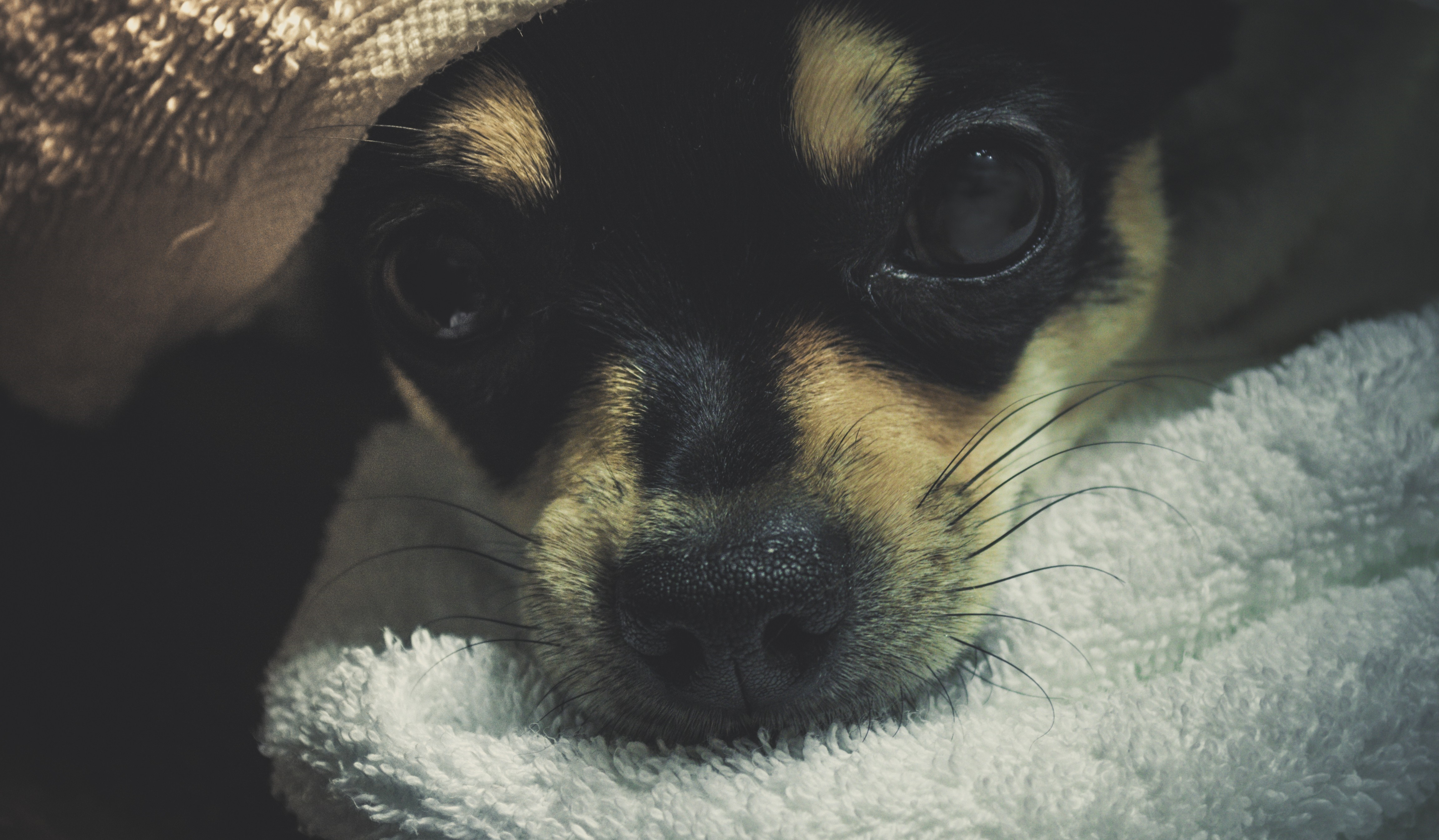 Close-up of a chihuahua puppy peeking from a towel HD Wallpaper