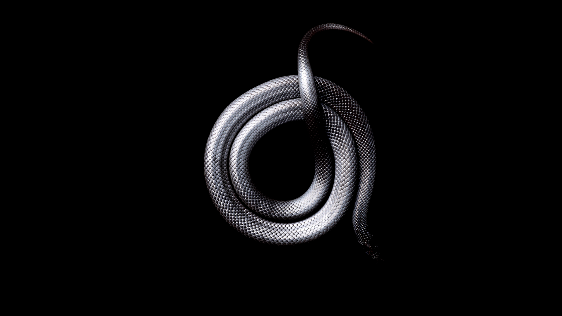 Coiled silver snake on black background HD Wallpaper