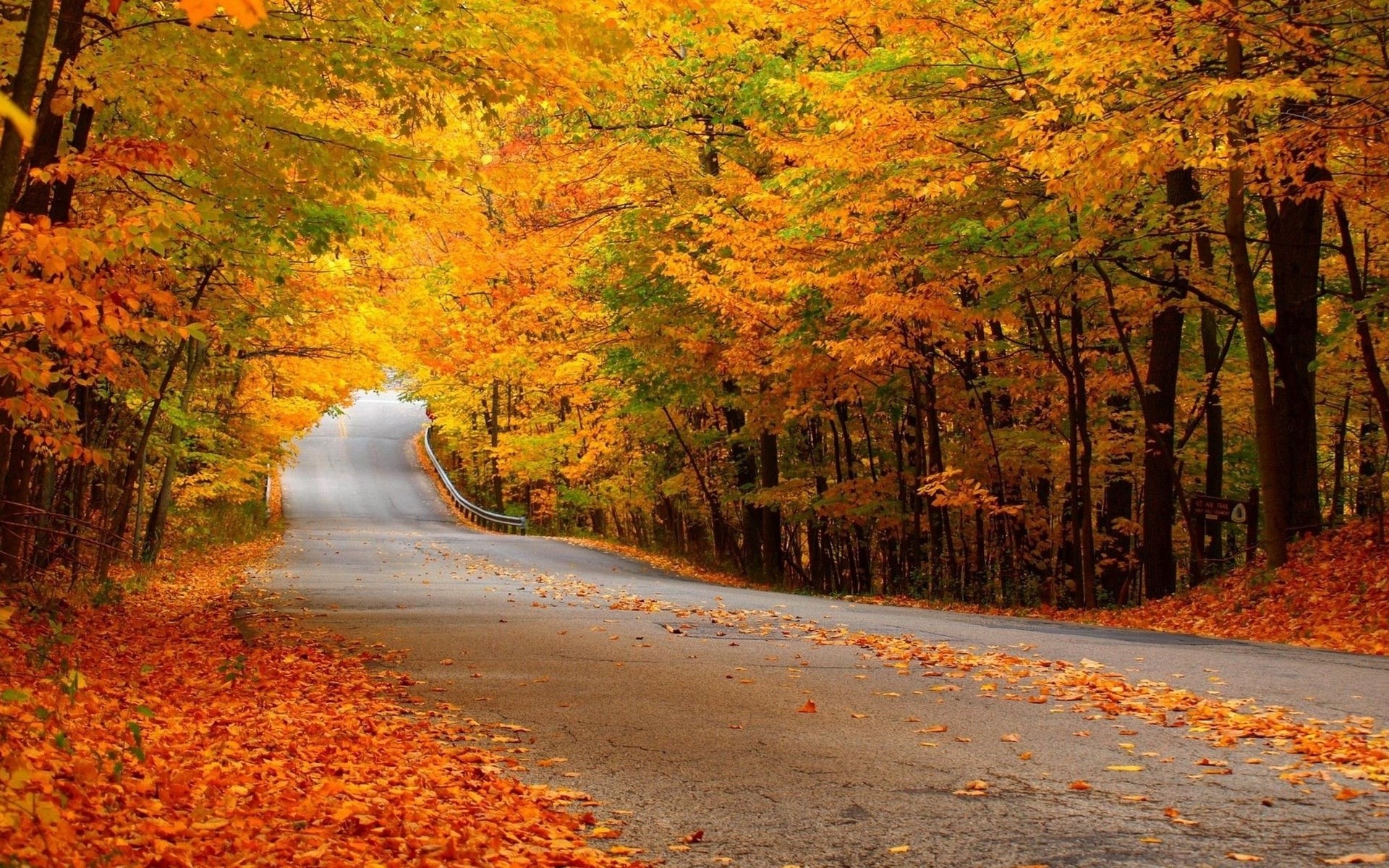 Road through autumn forest with fallen leaves HD Wallpaper
