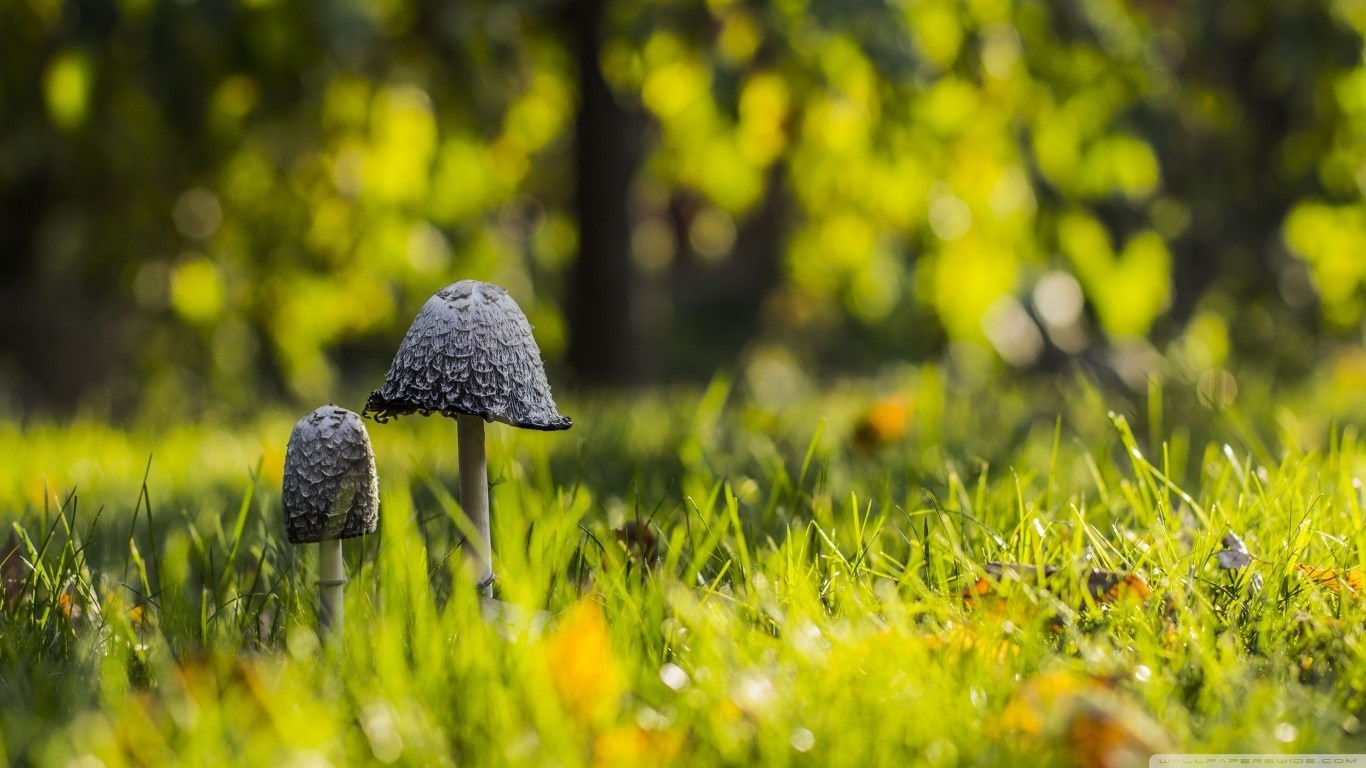 Two mushrooms in green grass with bokeh background HD Wallpaper