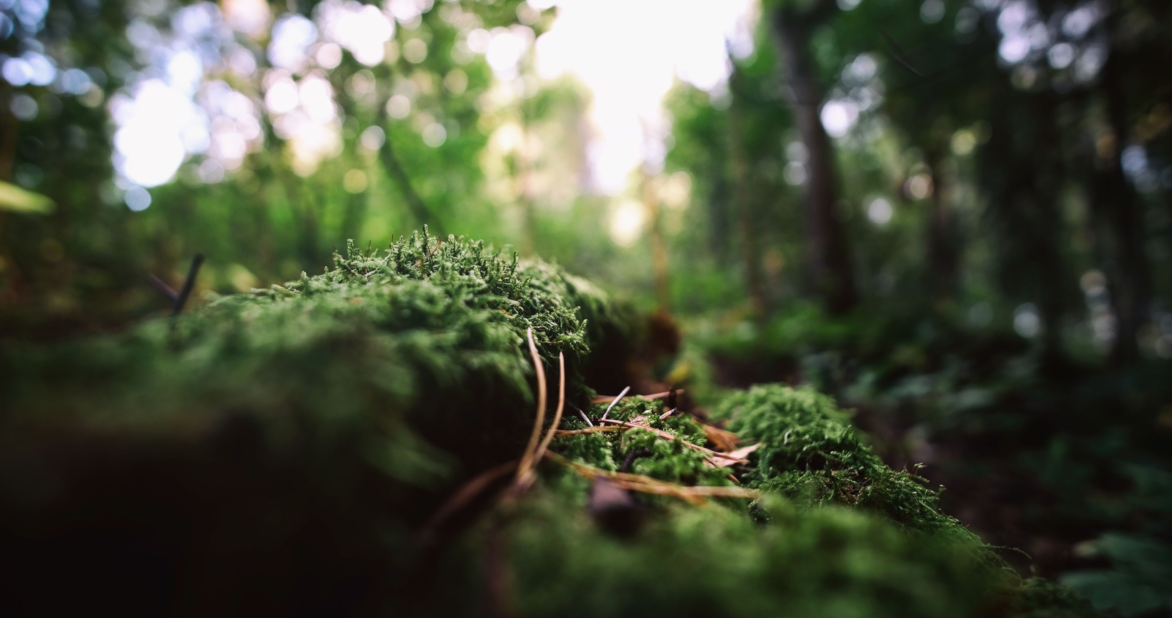 Mossy forest floor with sunlight and bokeh HD Wallpaper