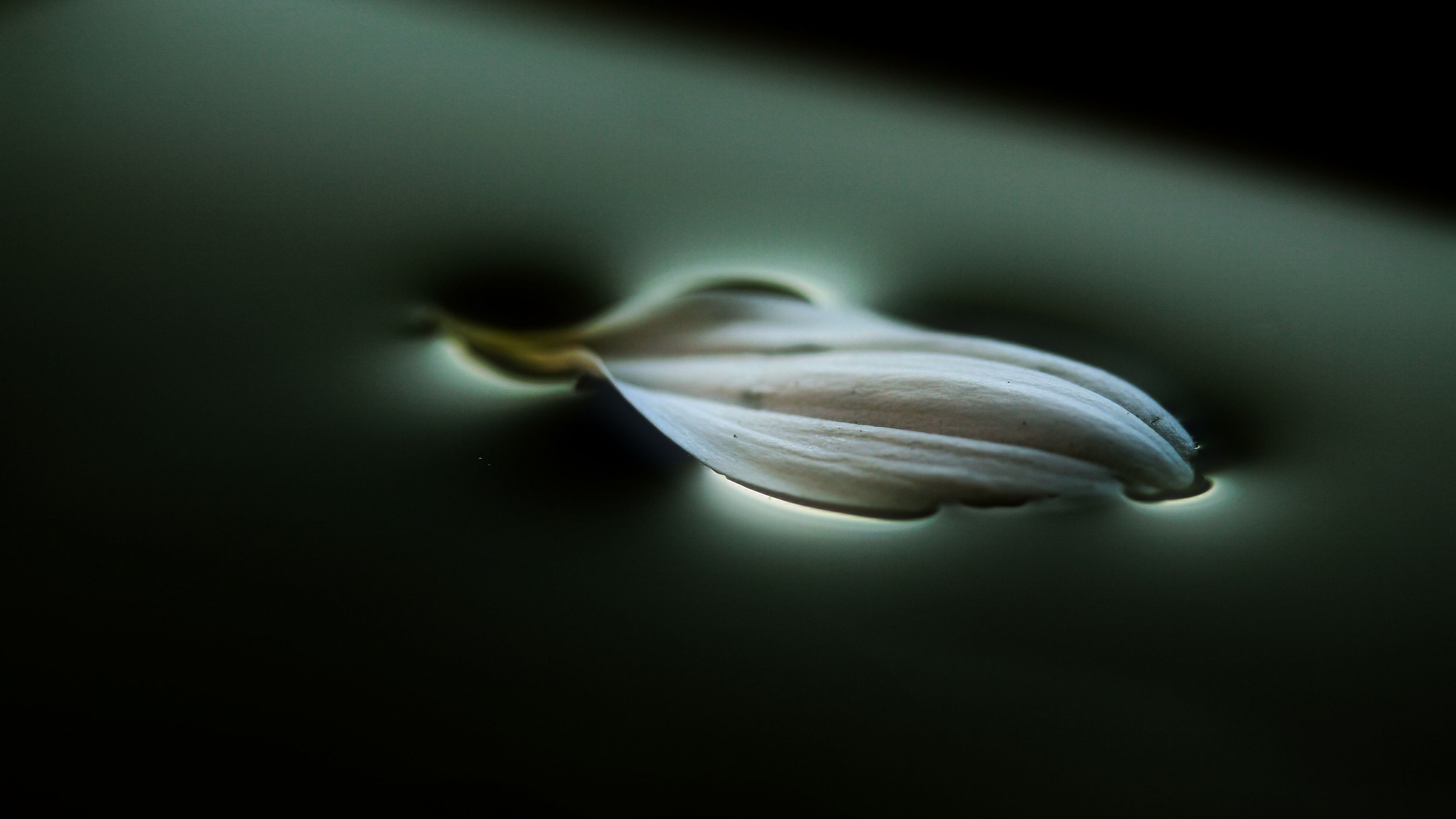A single white petal floating on dark water HD Wallpaper
