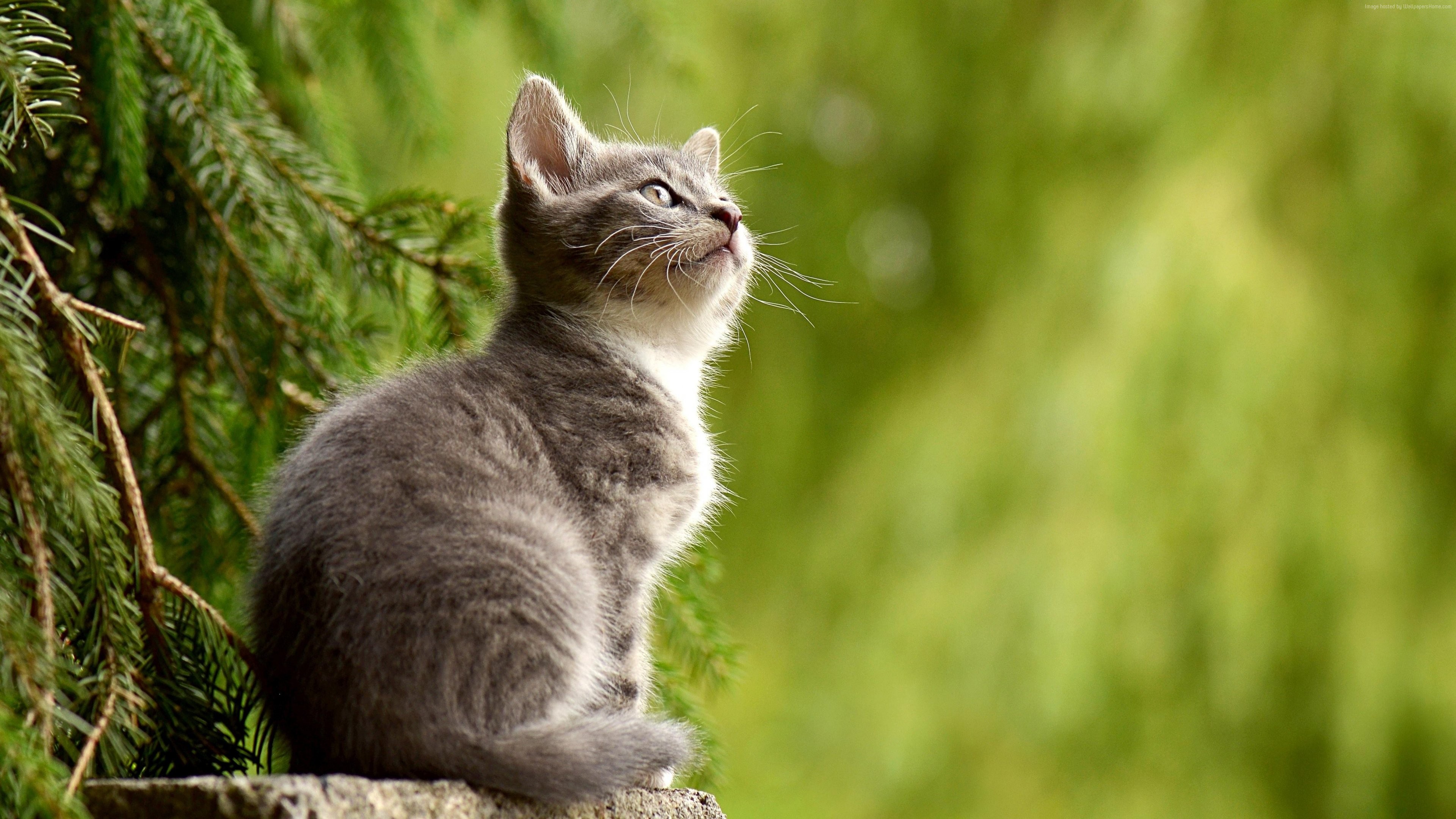 Cute Kitten Looking Up HD Wallpaper