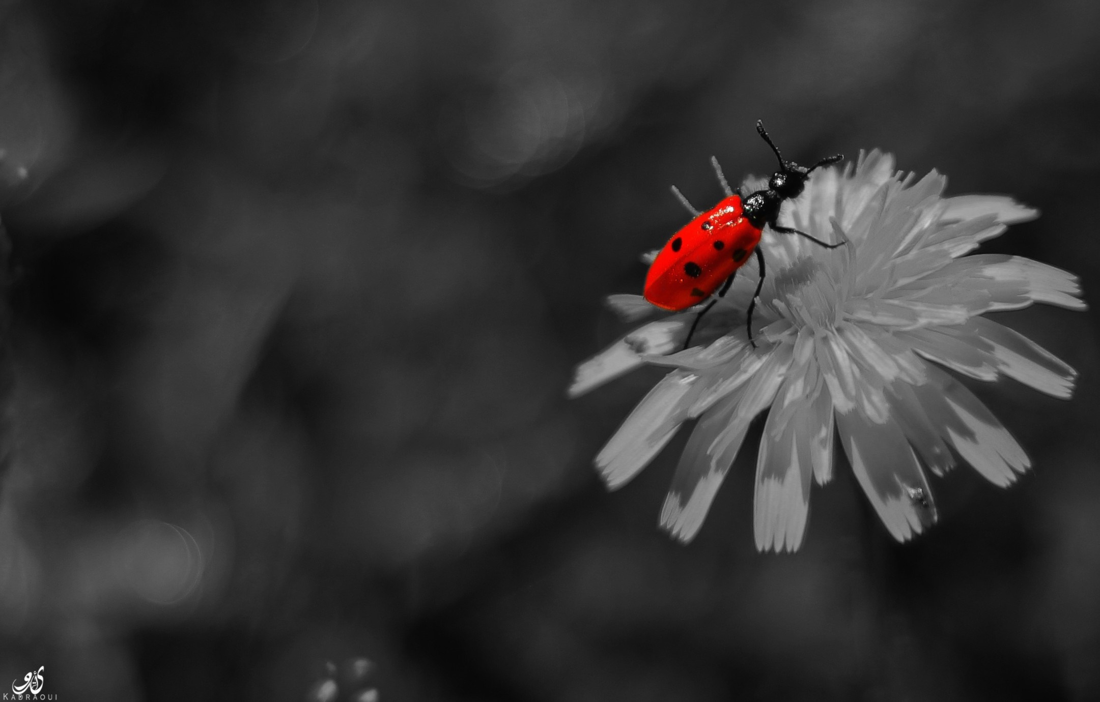 Red beetle on a white flower HD Wallpaper