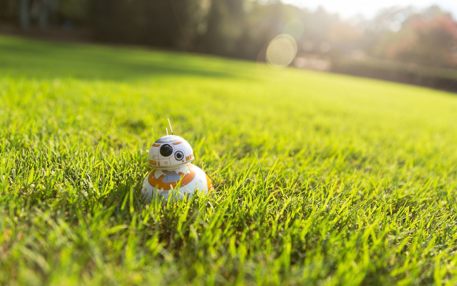 BB-8 droid on a grassy field with sunlight HD Wallpaper