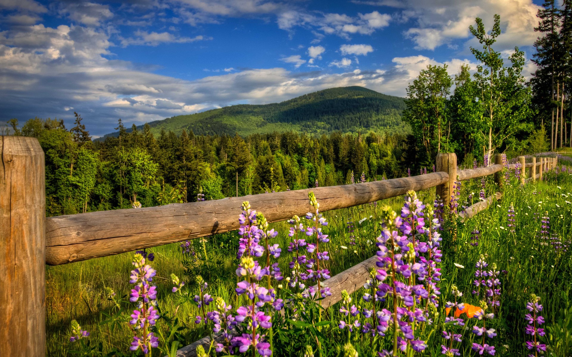 Wooden fence and lupine flowers in a mountain landscape HD Wallpaper