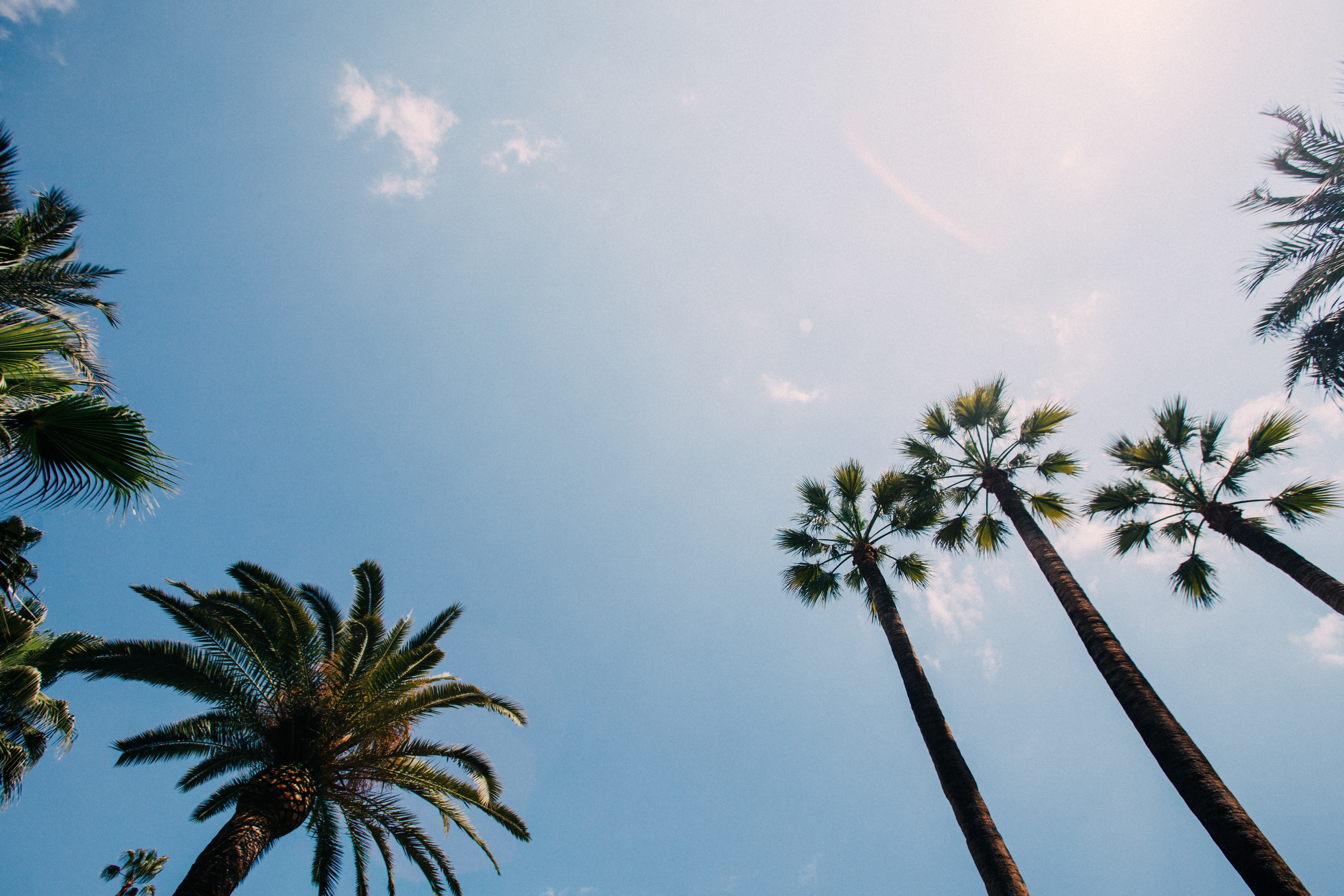 Palm trees against a clear blue sky HD Wallpaper