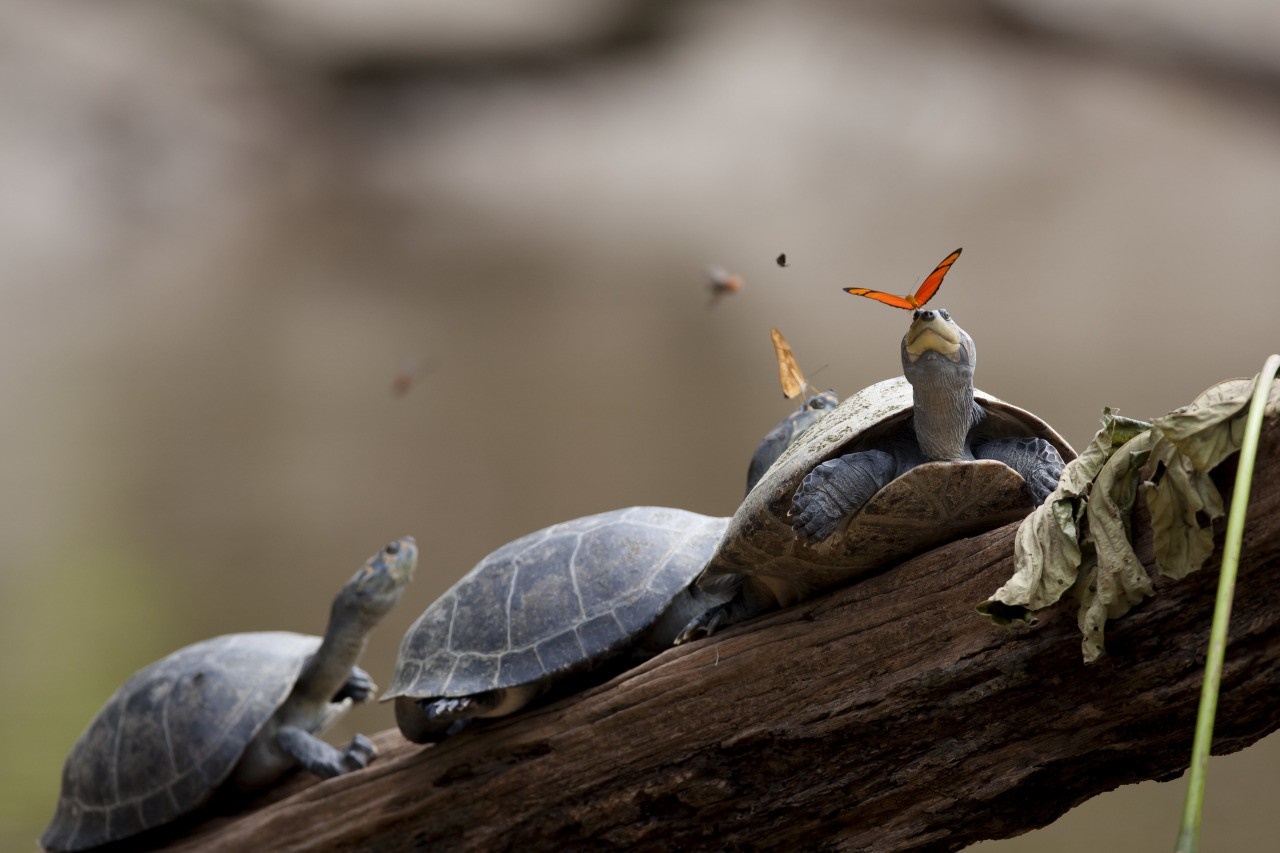 Butterflies land on turtles resting on a log HD Wallpaper