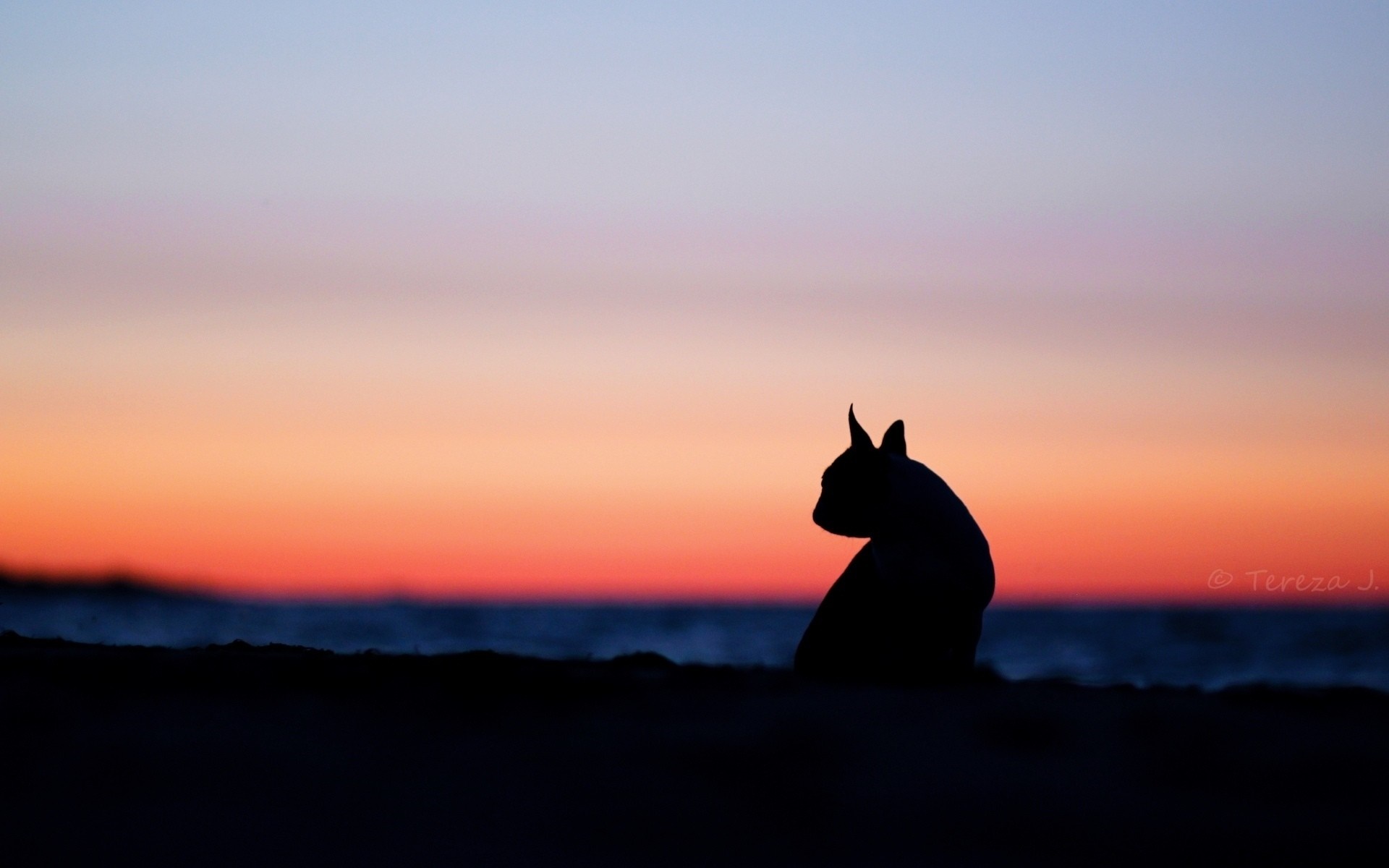 Silhouette of a dog on a beach at sunset HD Wallpaper