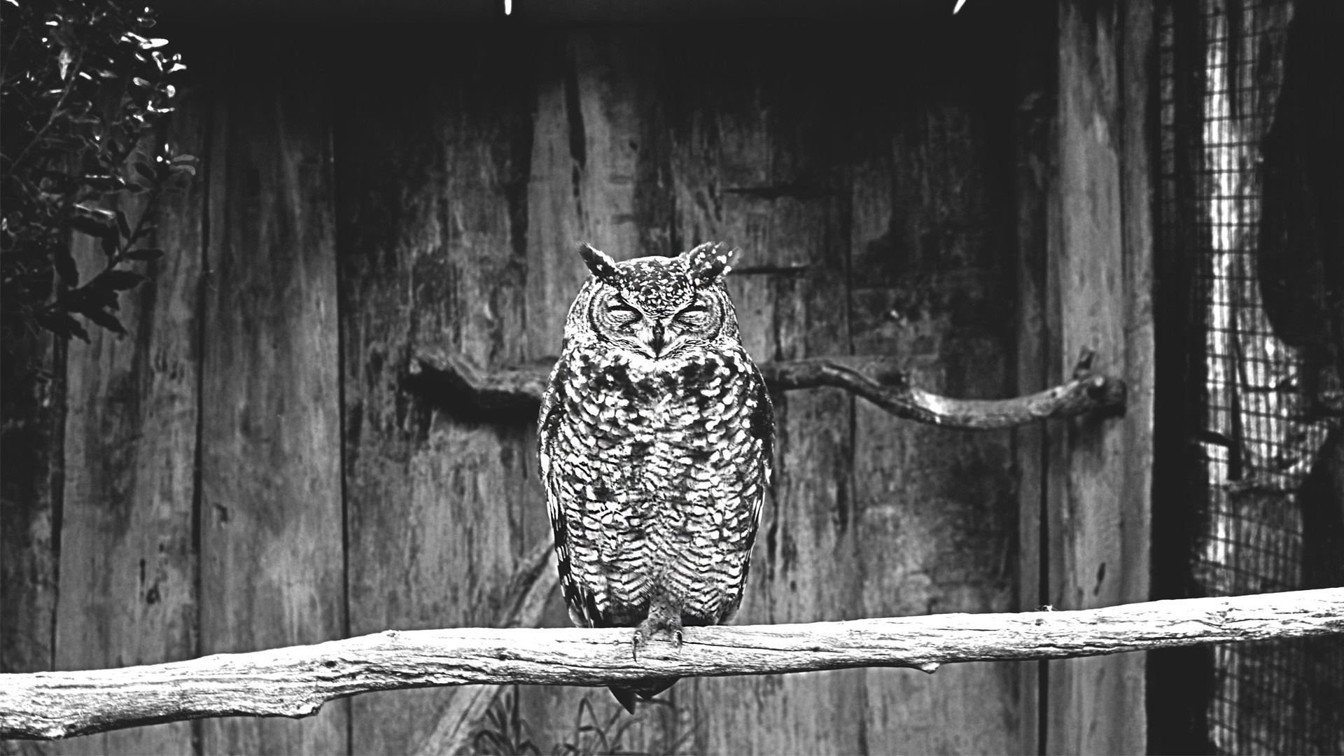 Black and white photo of an owl on a branch HD Wallpaper