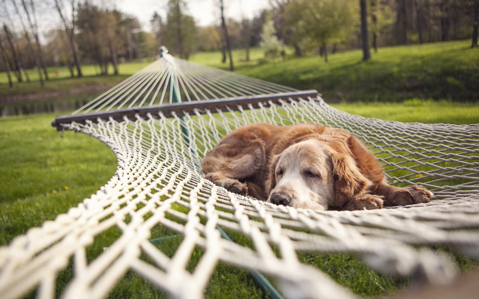 Golden Retriever dog sleeping in a hammock outdoors HD Wallpaper