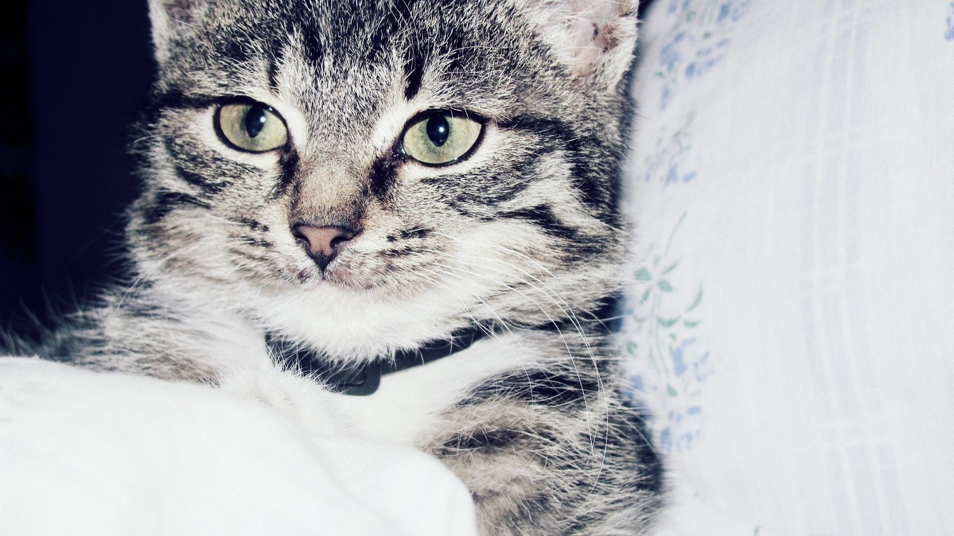 Close up of a tabby cat wearing a collar HD Wallpaper