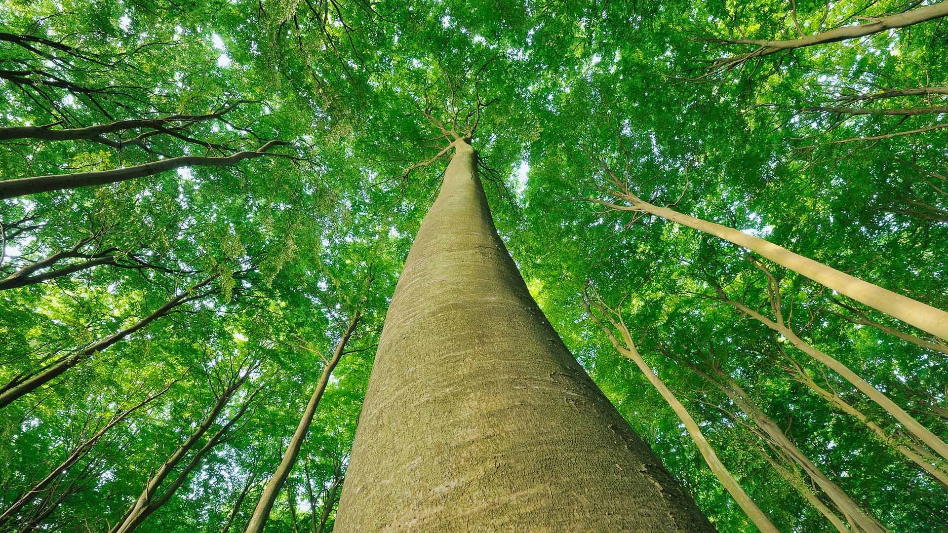 Looking up through a forest canopy of green trees HD Wallpaper