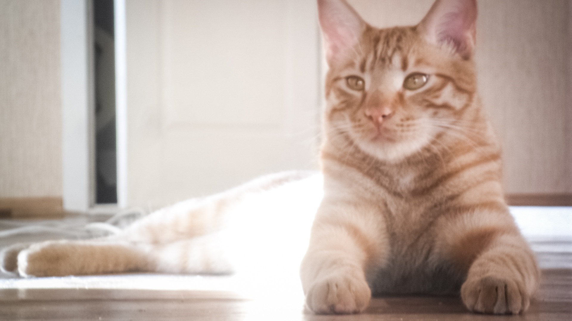 Orange tabby cat lying on the floor HD Wallpaper