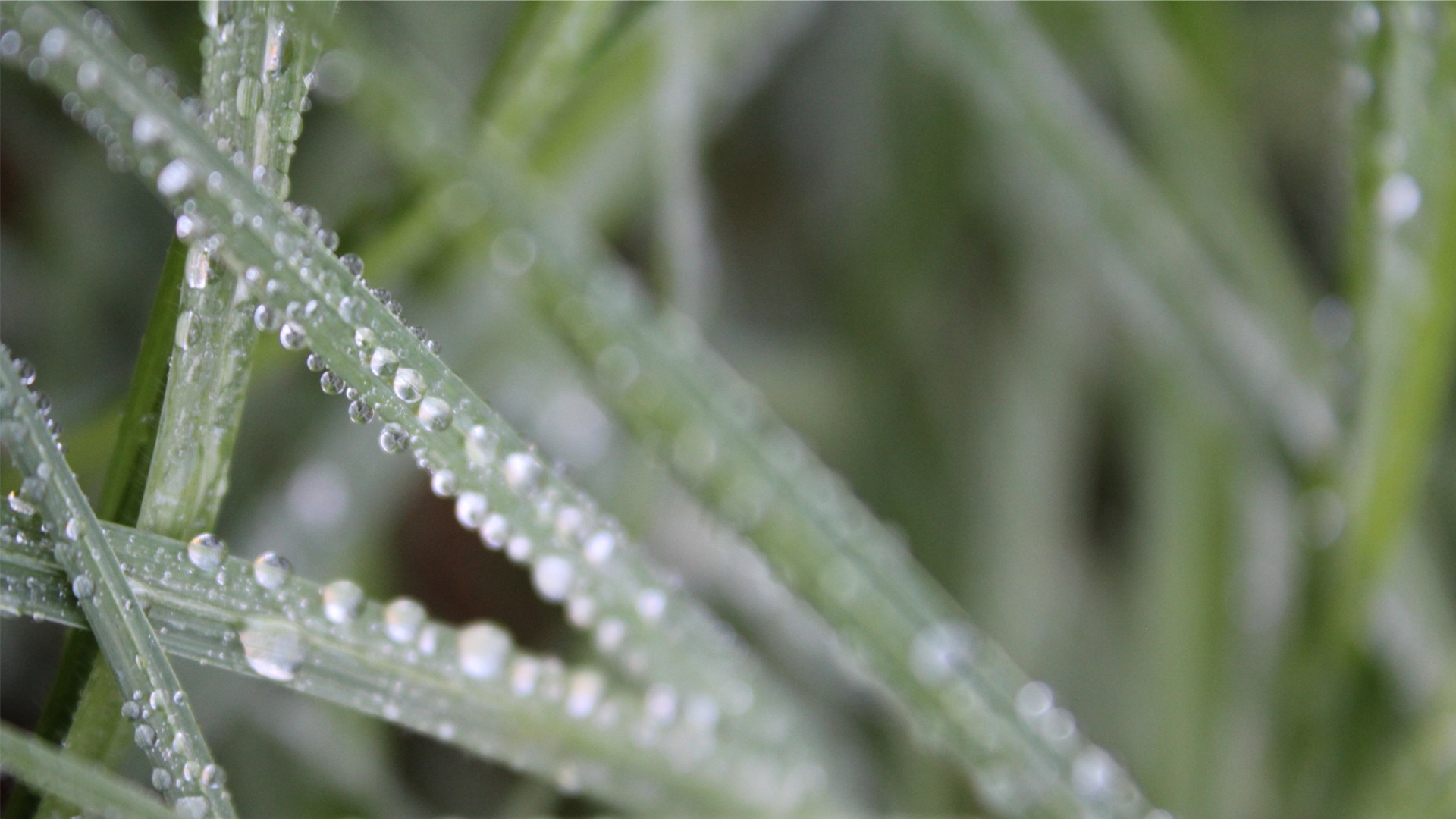 Close-up of grass blades with dew drops HD Wallpaper