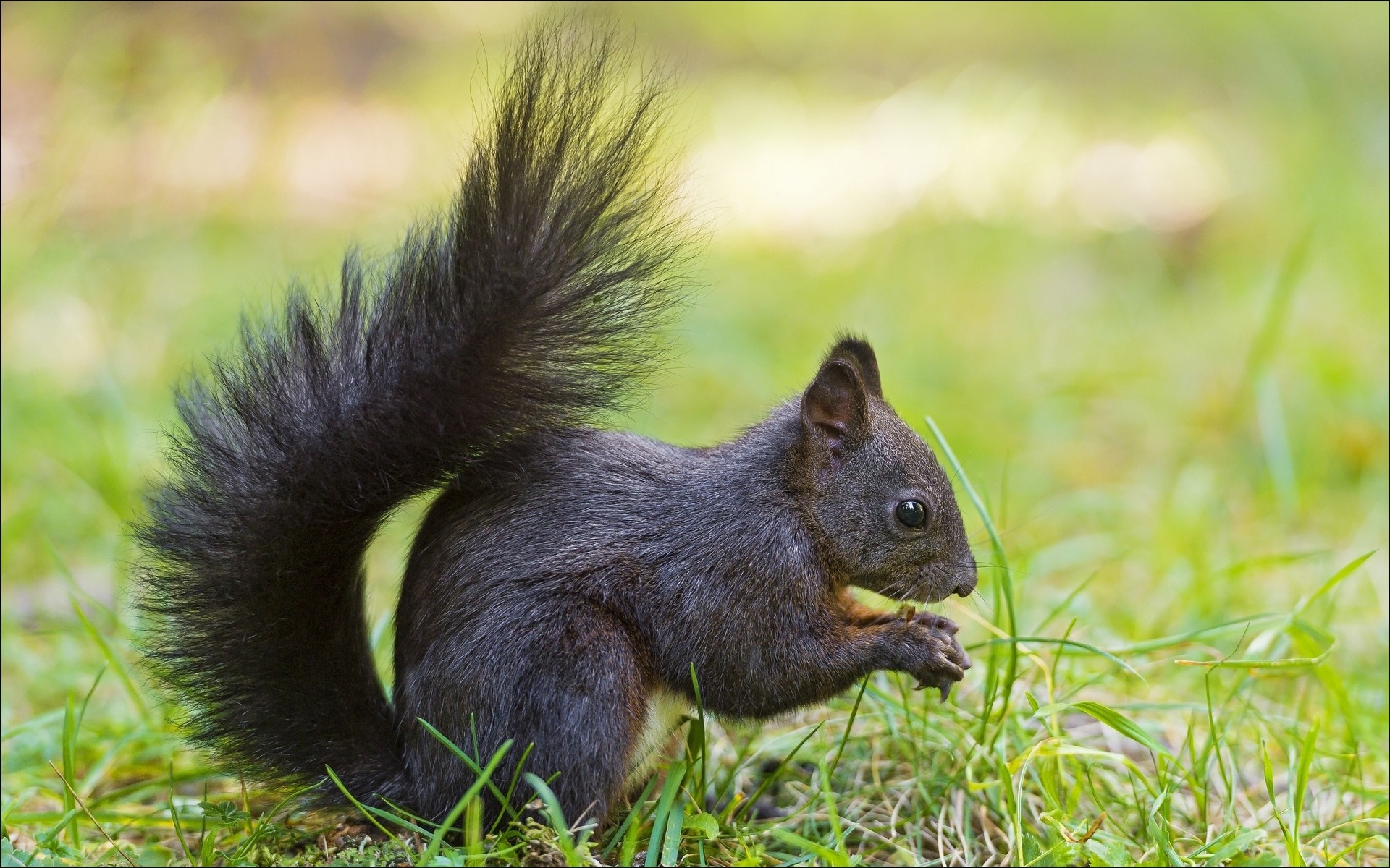 Black squirrel eating in green grass HD Wallpaper