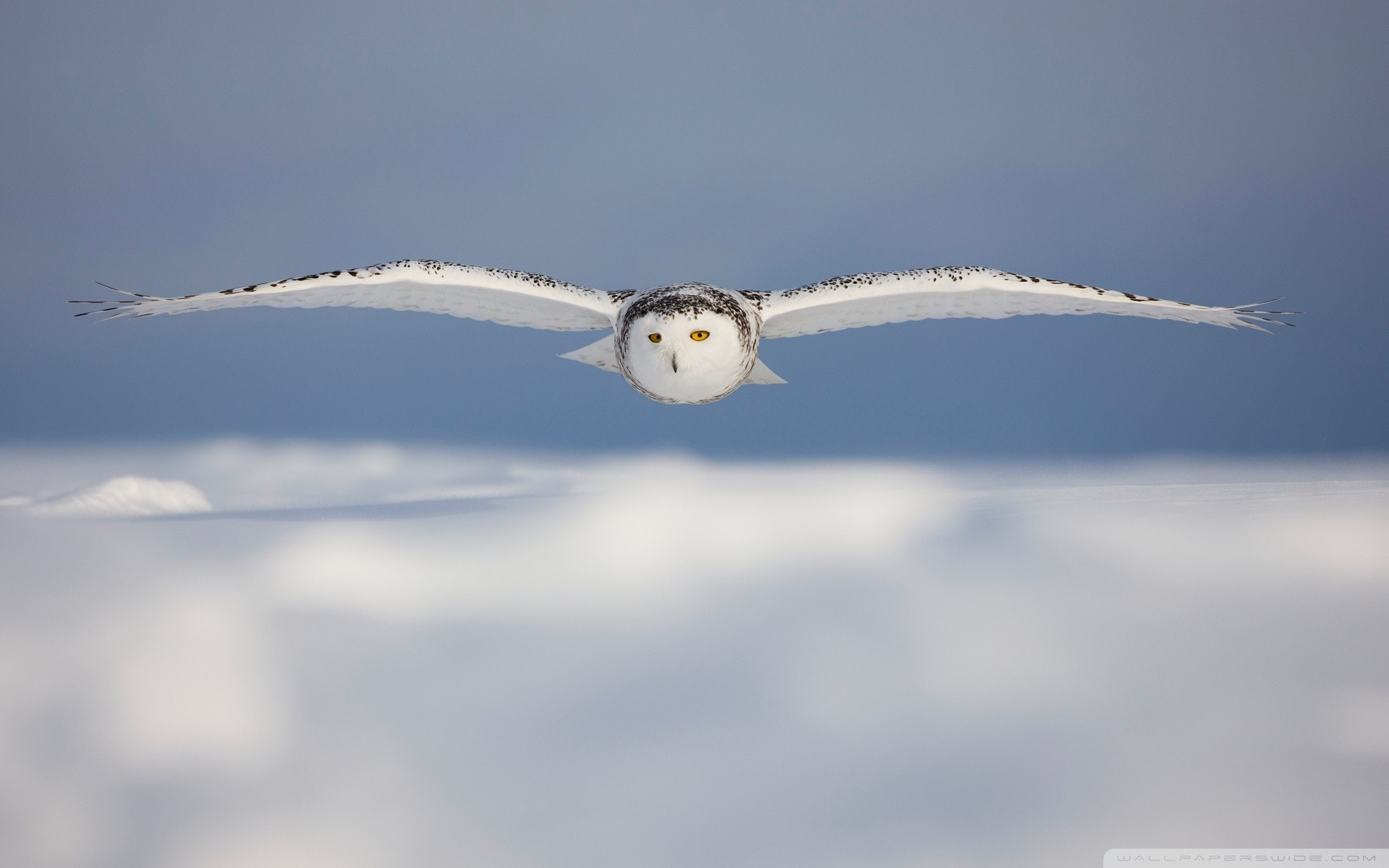 Snowy owl in flight over snow HD Wallpaper