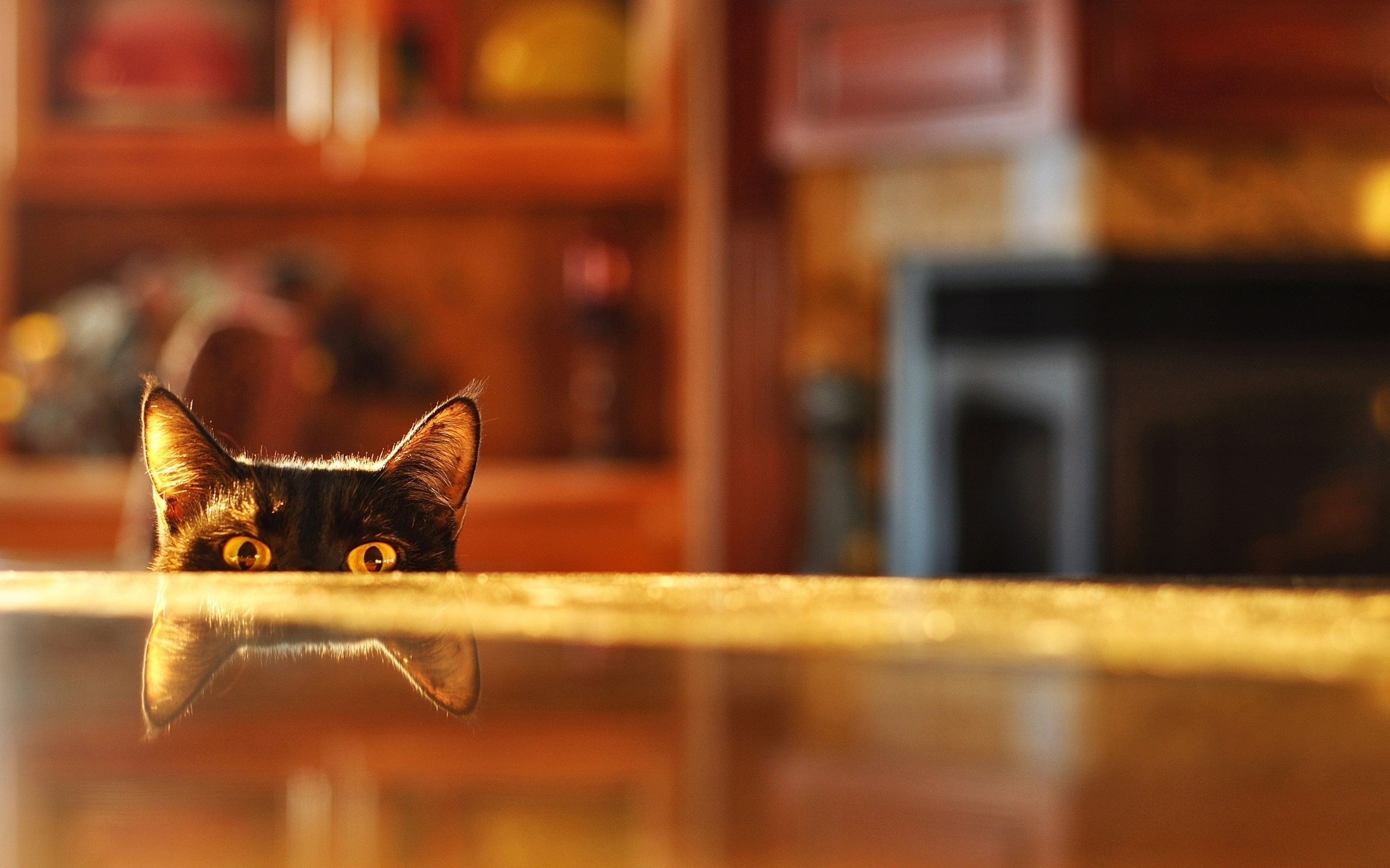 Black cat peeking over a counter with reflection HD Wallpaper