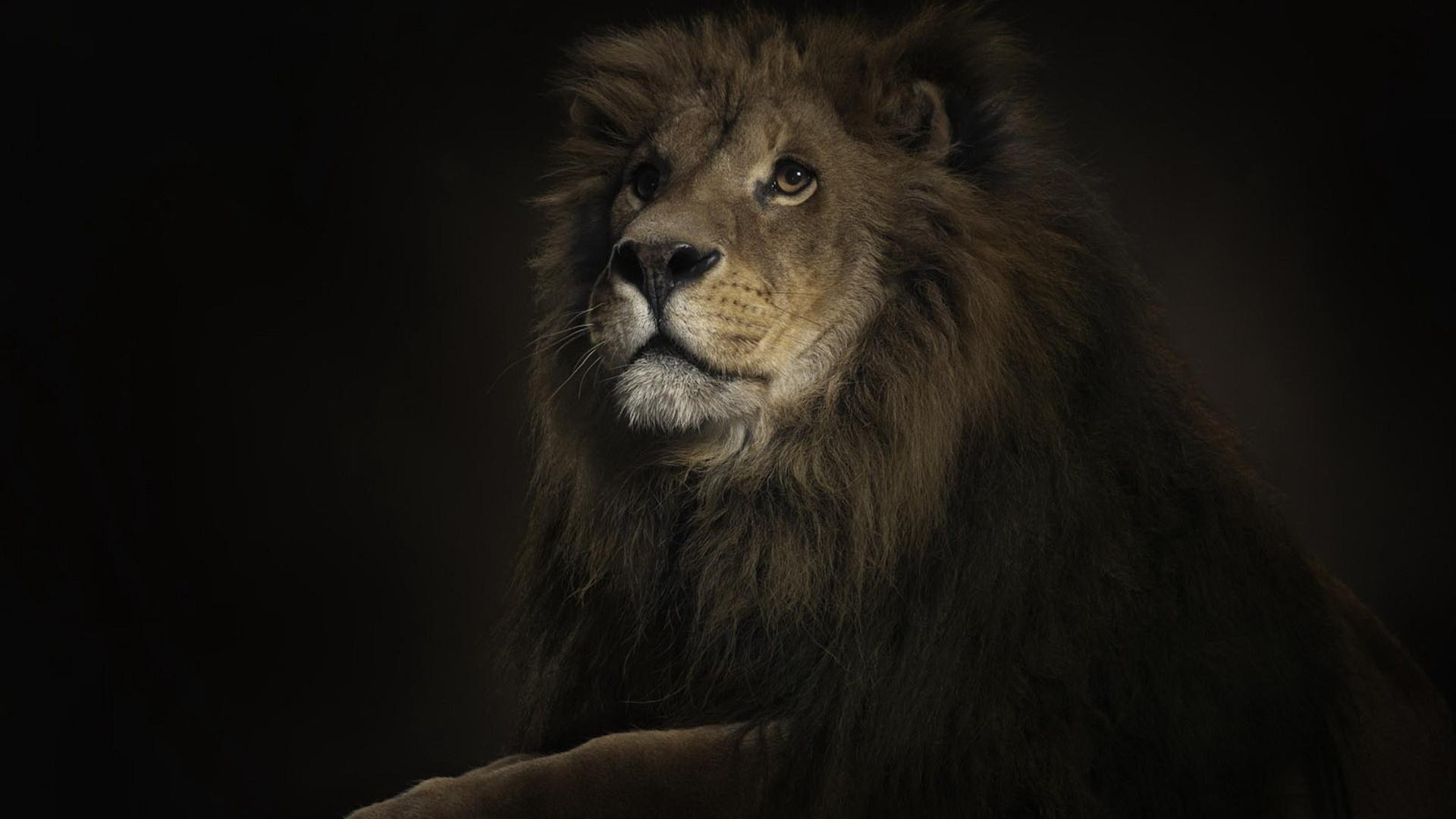 Close-up portrait of a male lion with a dark mane HD Wallpaper