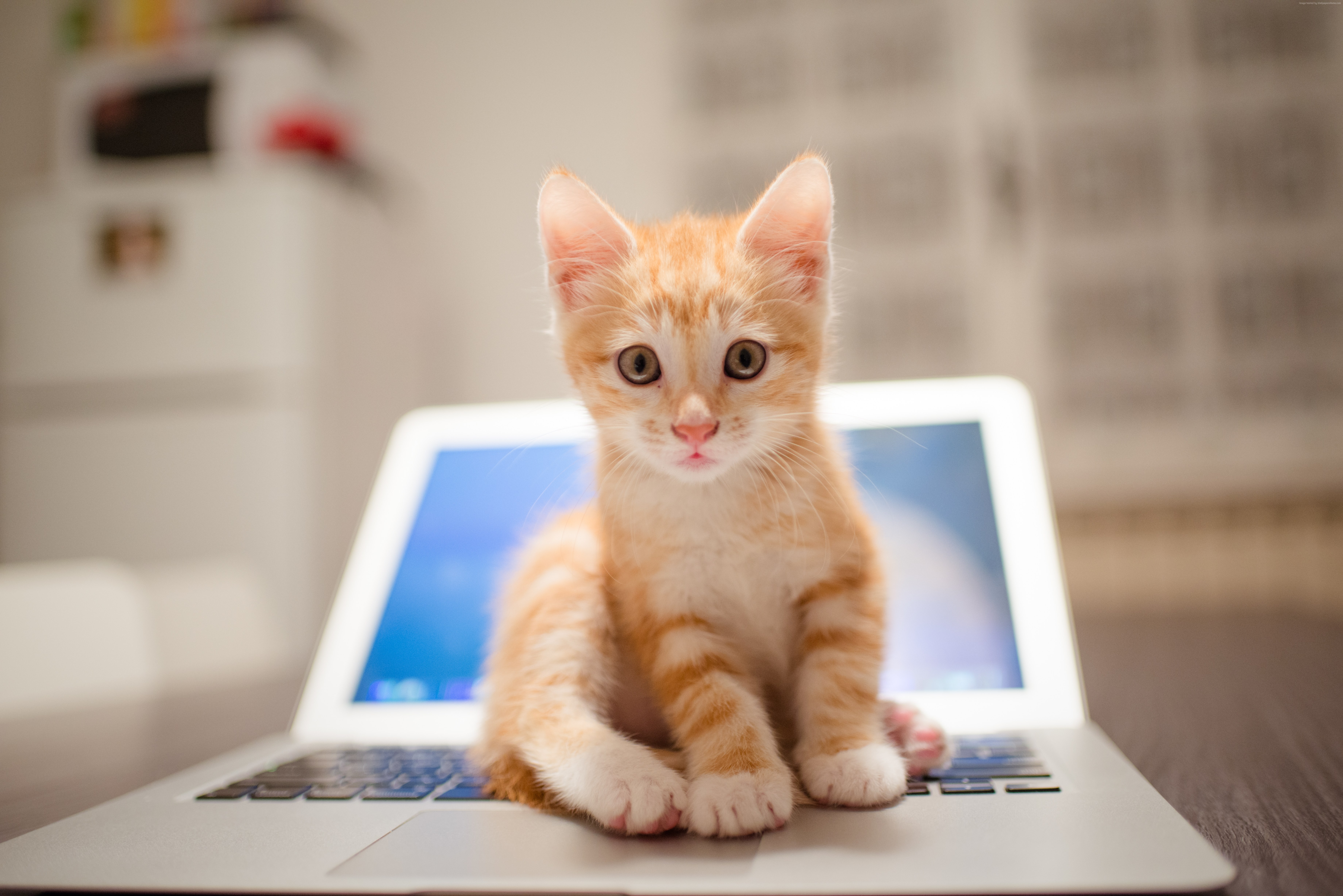 Cute orange tabby kitten sitting on a laptop HD Wallpaper