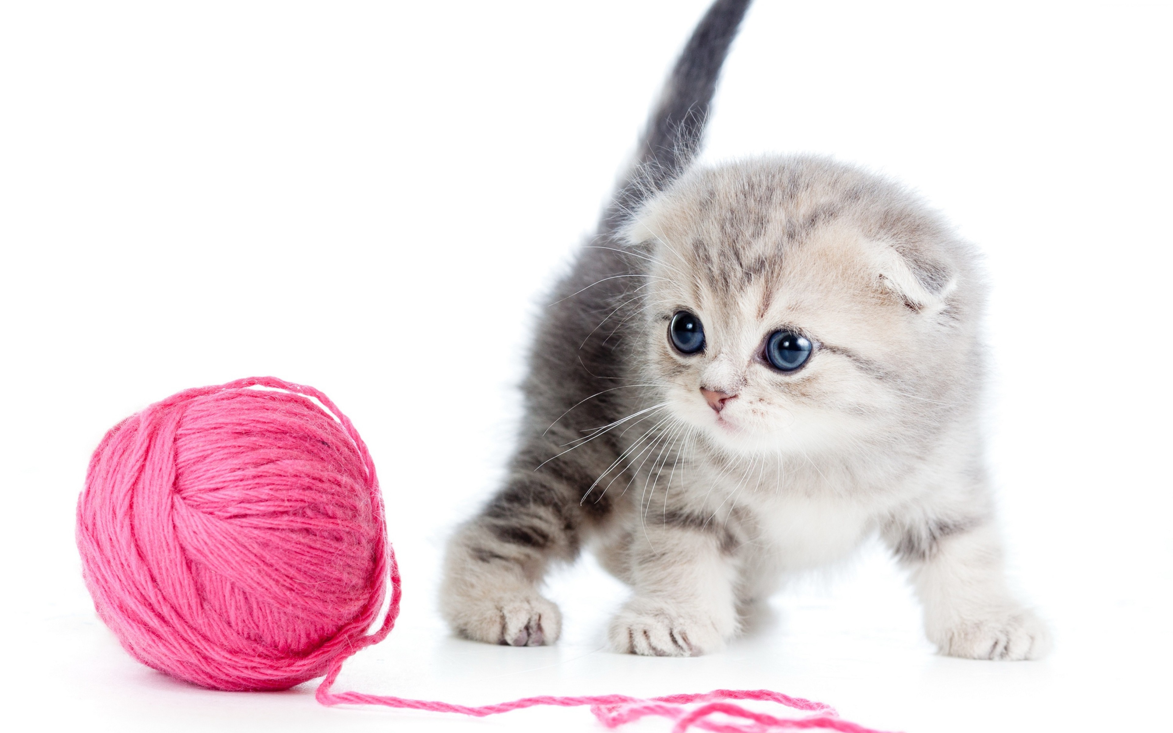 Cute kitten playing with pink yarn ball 4K HD Wallpaper