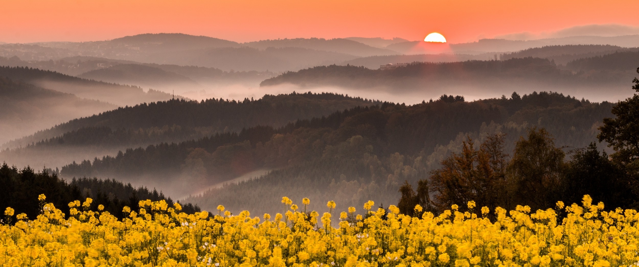 Yellow flowers in a misty mountain valley at sunrise HD Wallpaper