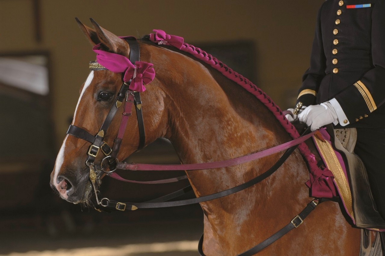 Horse with pink braiding and rider in uniform HD Wallpaper