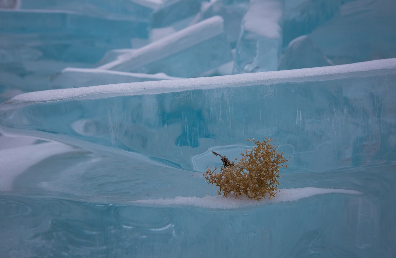 Ice formations on Lake Baikal with dry plant HD Wallpaper