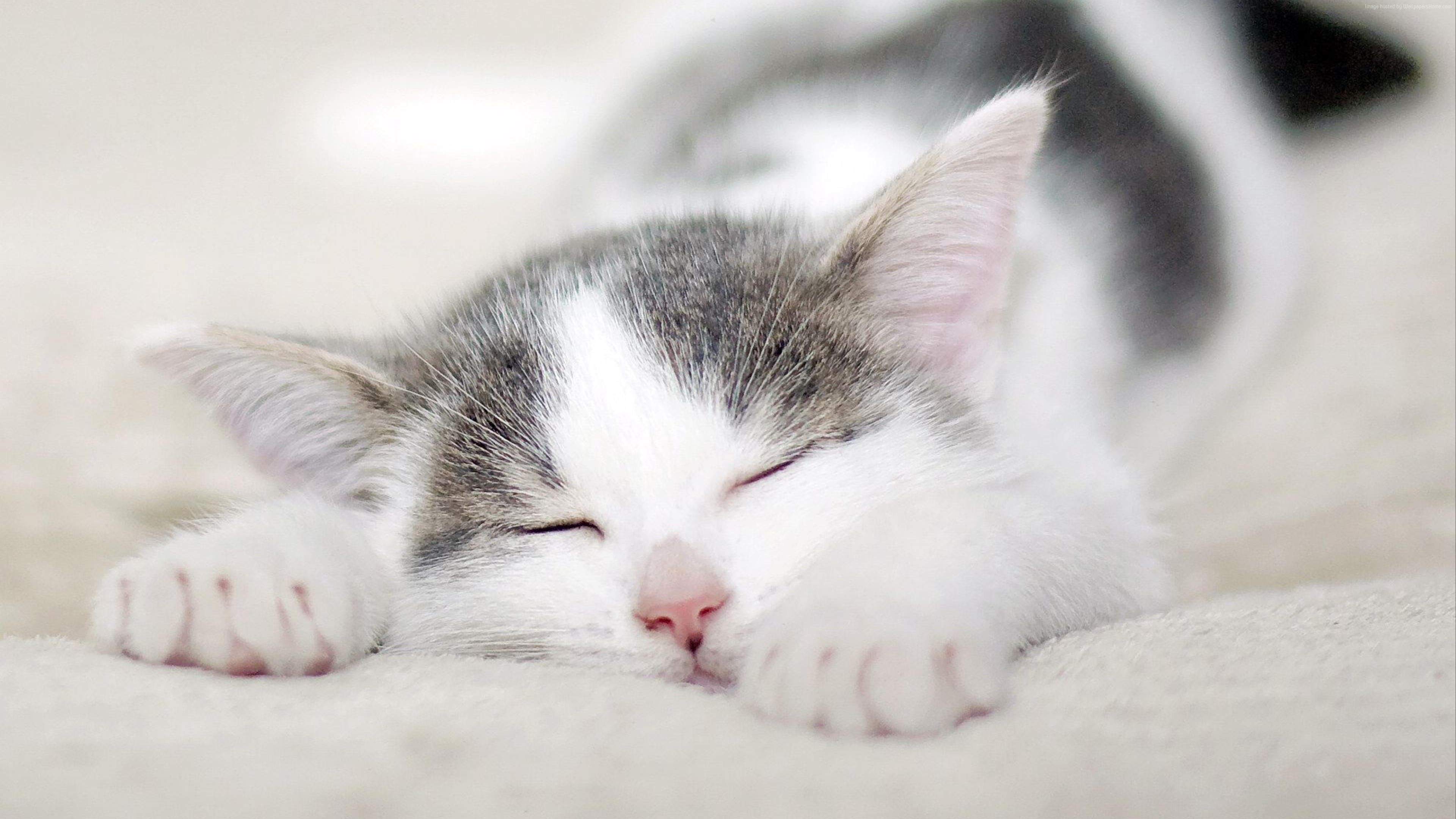 Cute kitten sleeping on a soft surface HD Wallpaper
